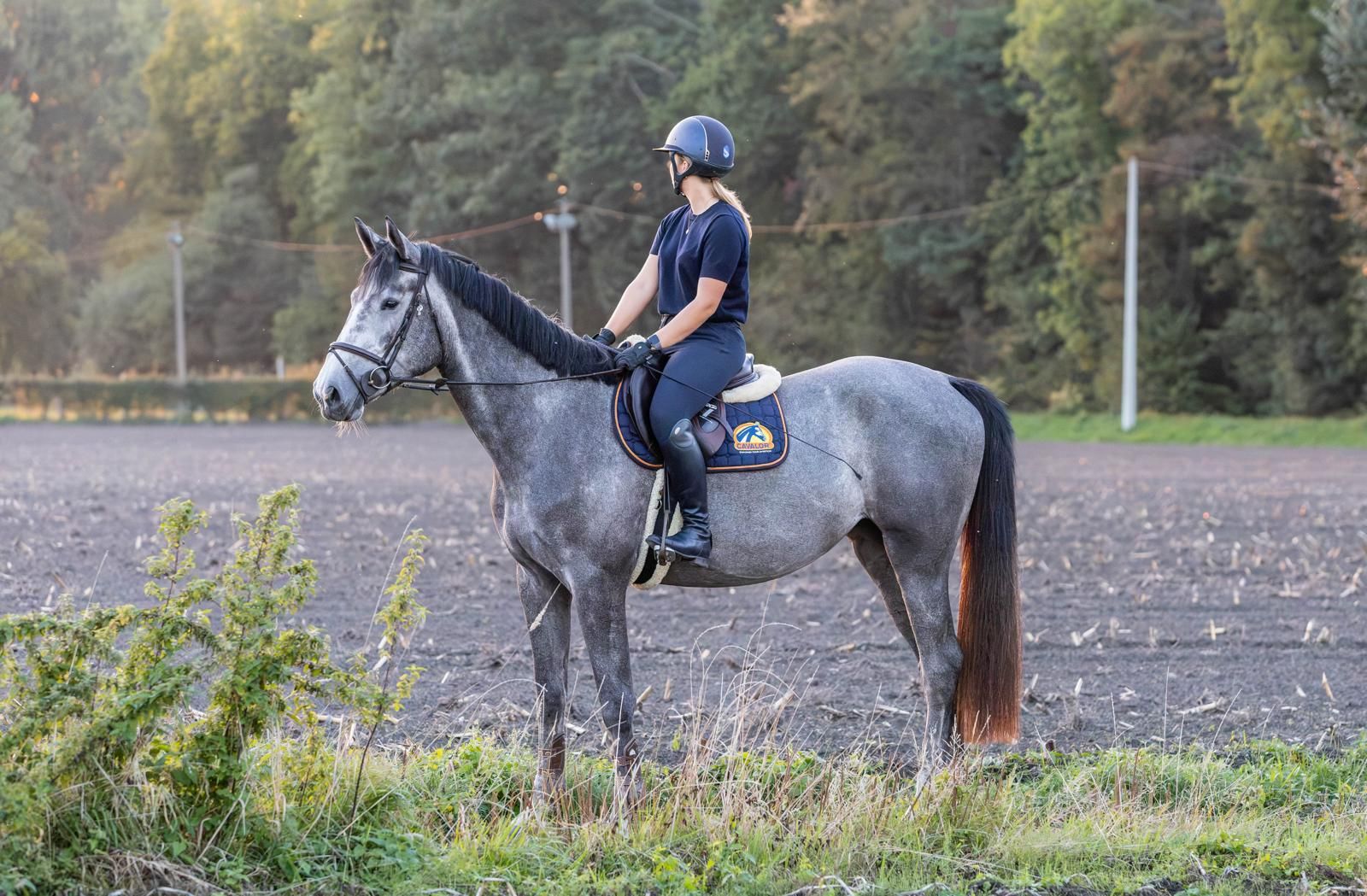 zangersheide springpaard merrie 3 jaar schimmel te koop - Foto 2
