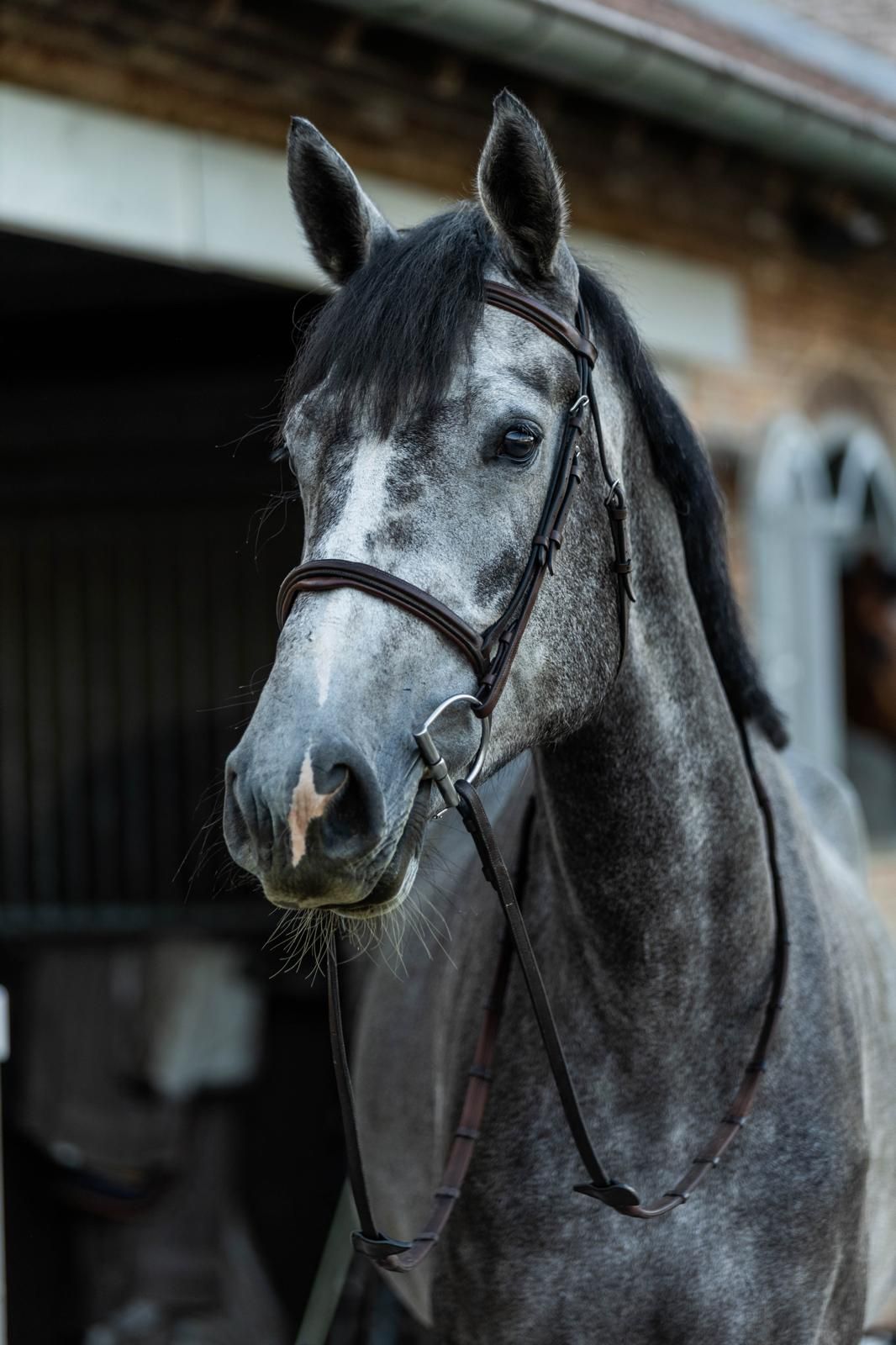 zangersheide springpaard merrie 3 jaar schimmel te koop - Foto 3