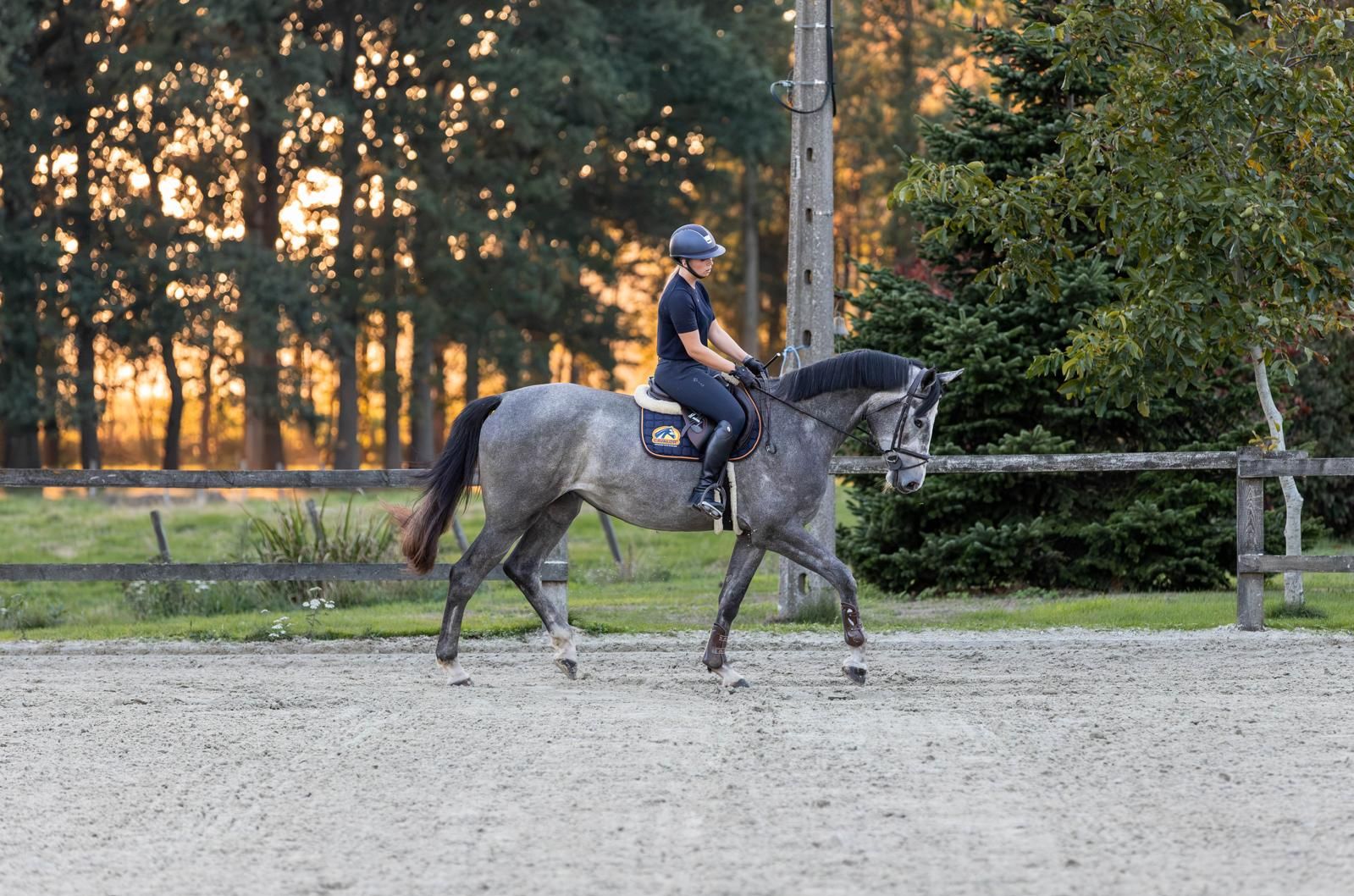 zangersheide springpaard merrie 3 jaar schimmel te koop - Foto 4