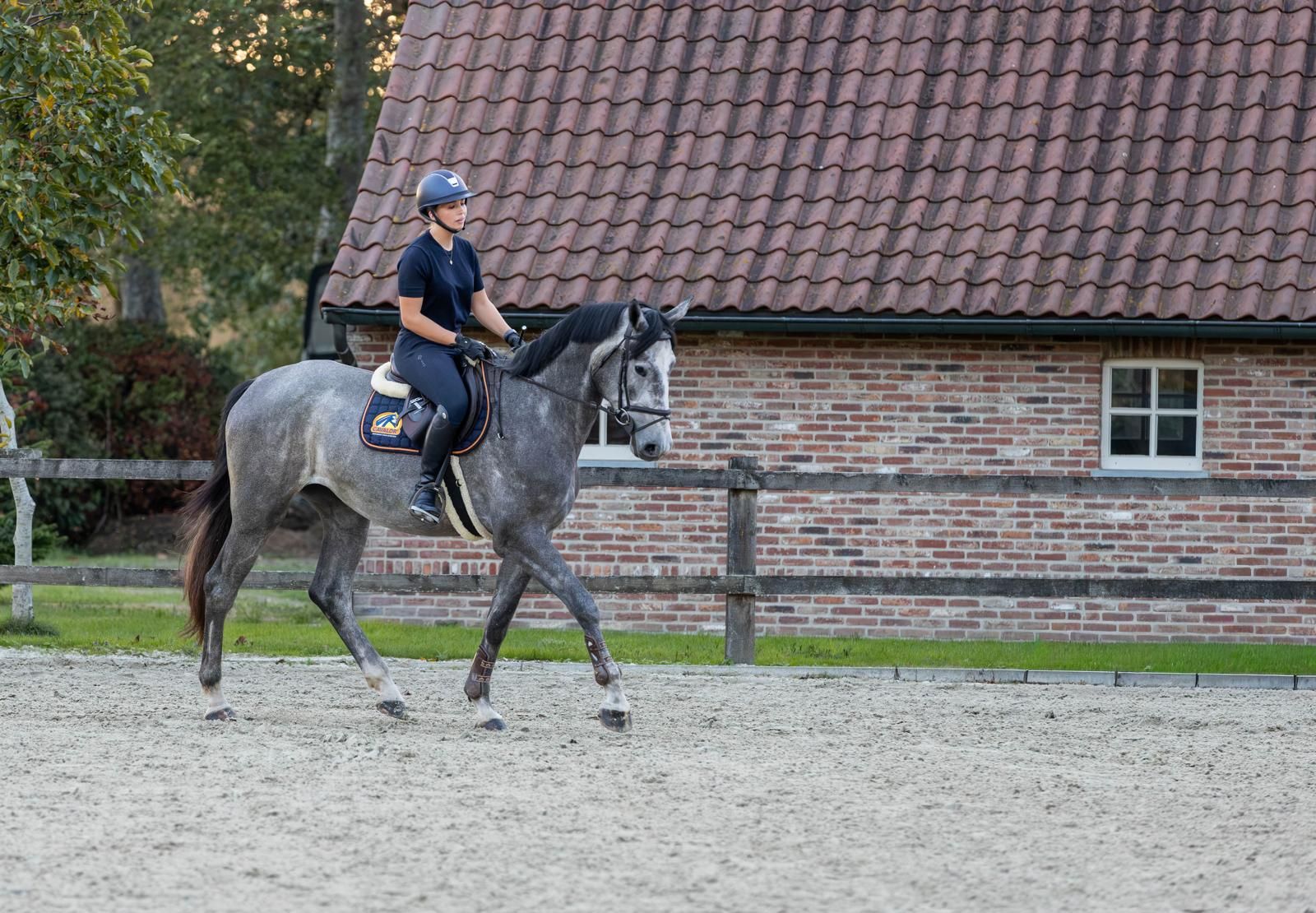 zangersheide springpaard merrie 3 jaar schimmel te koop - Foto 6