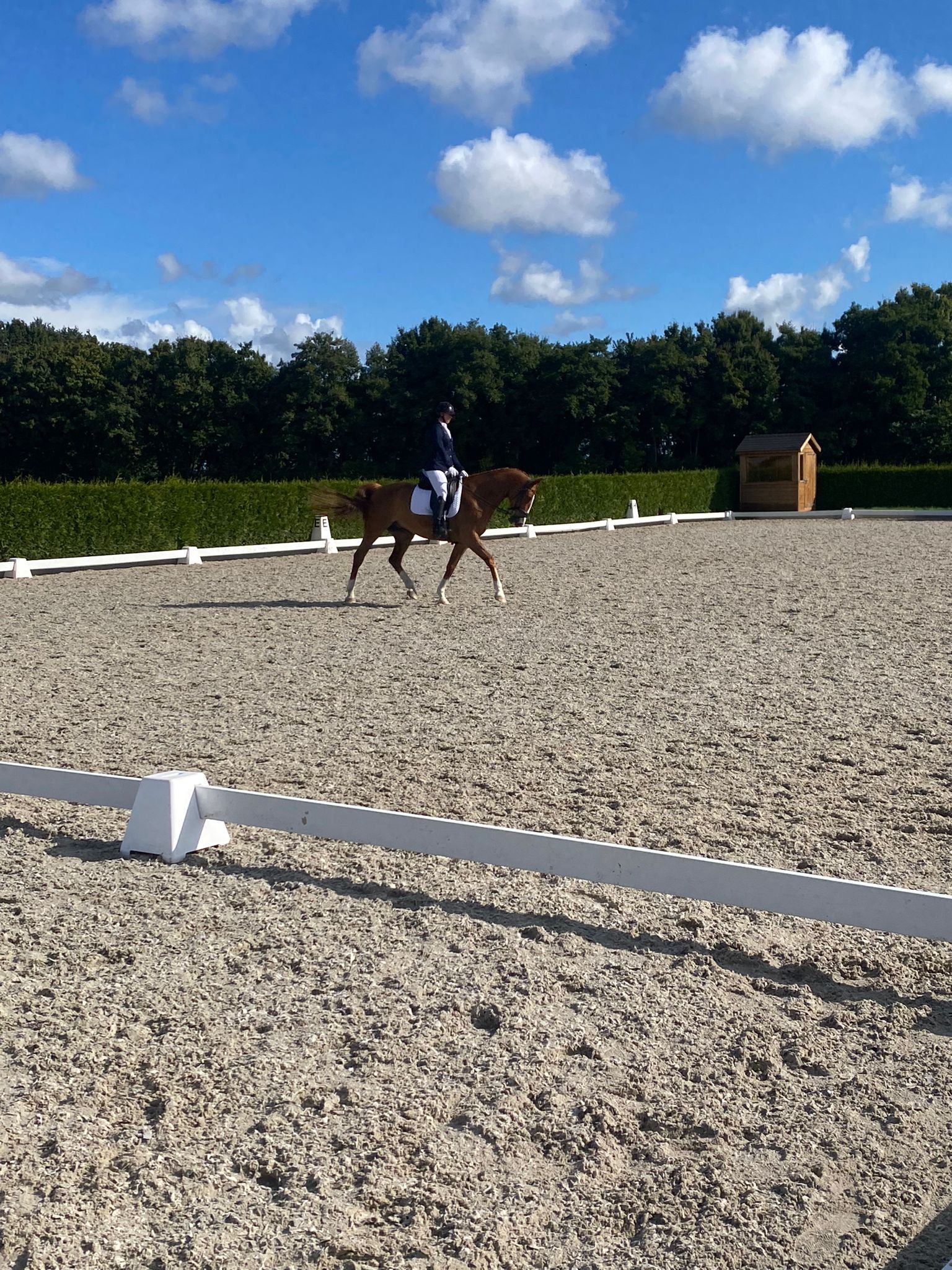 kwpn dressuurpaard ruin 12 سنوات vos للبيع - صورة 5