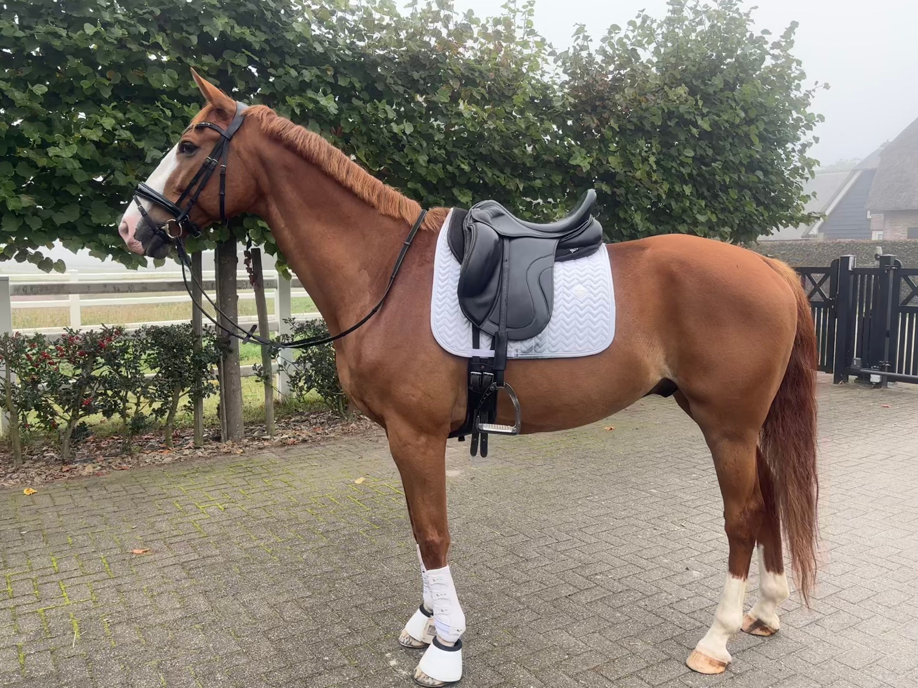 kwpn dressuurpaard ruin 12 سنوات vos للبيع - صورة 3