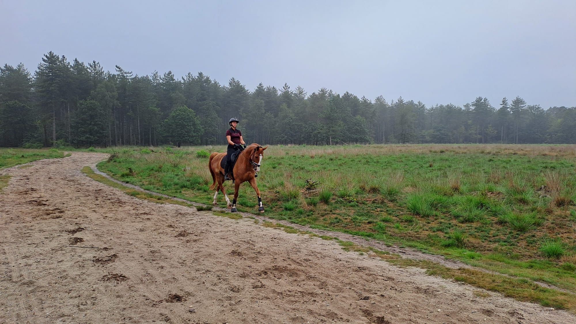 kwpn dressuurpaard ruin 12 سنوات vos للبيع - صورة 6