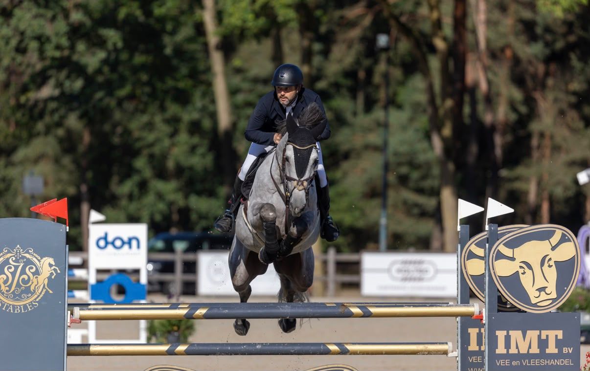 Internationally proven 7yo stallion