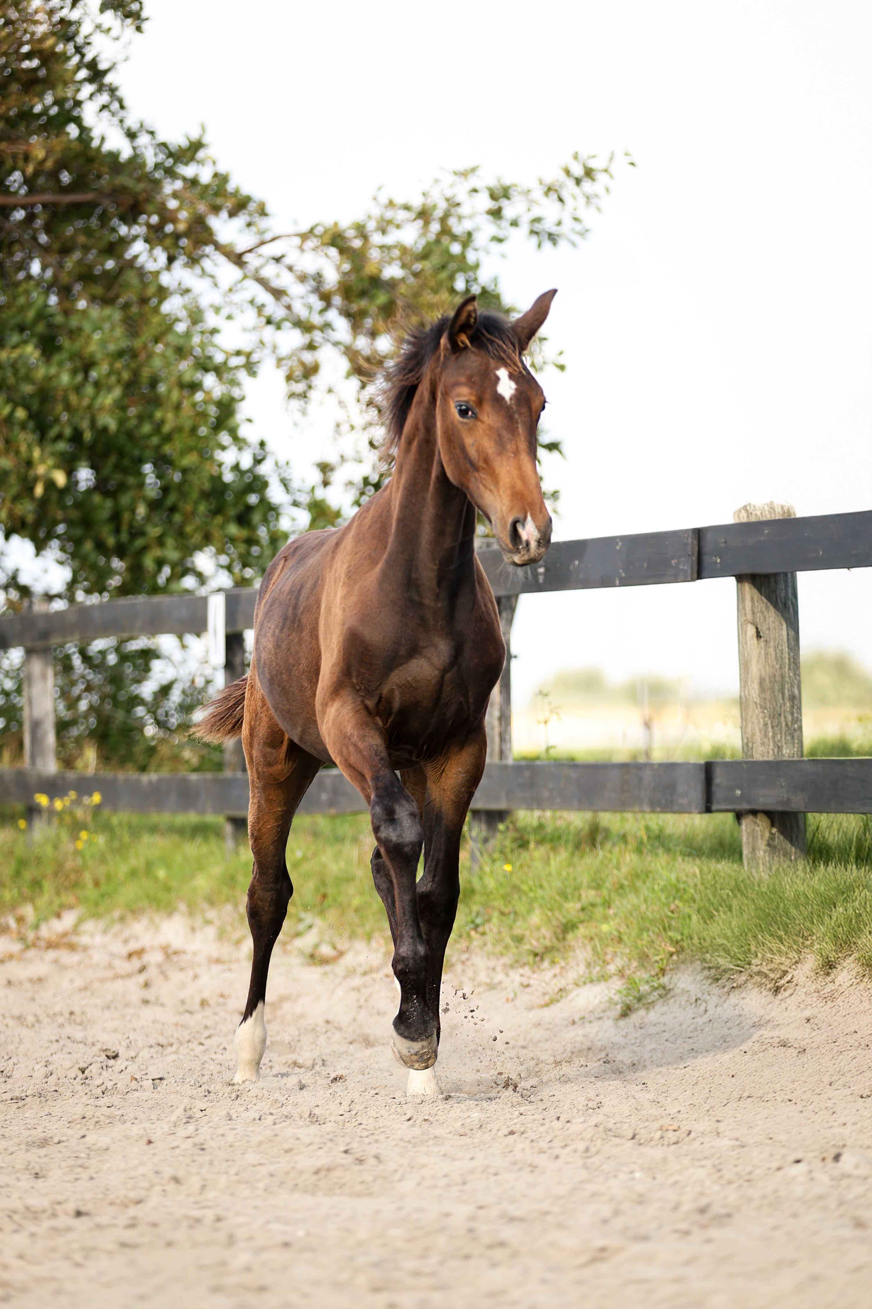 kwpn dressuurpaard hengst 1 سنوات bruin للبيع - صورة 3