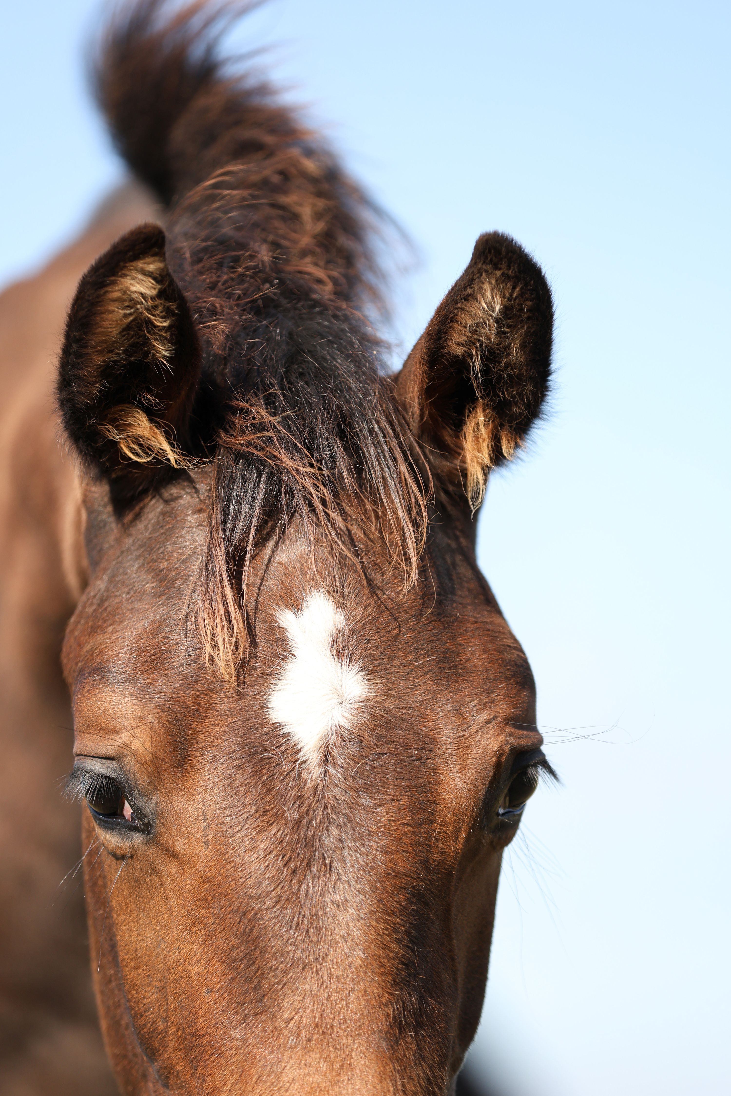 kwpn dressuurpaard hengst 1 سنوات bruin للبيع - صورة 5