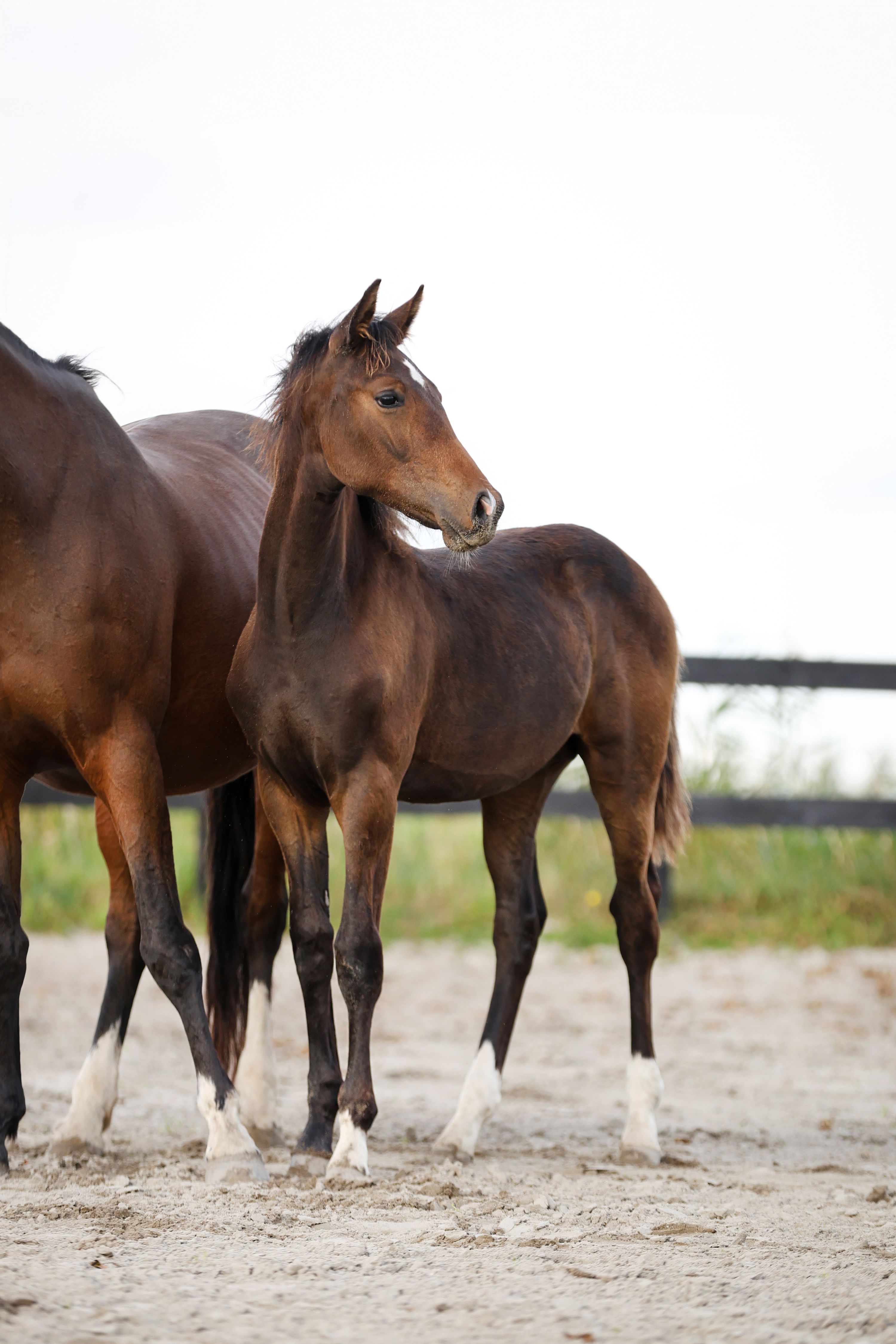kwpn dressuurpaard hengst 1 سنوات bruin للبيع - صورة 2