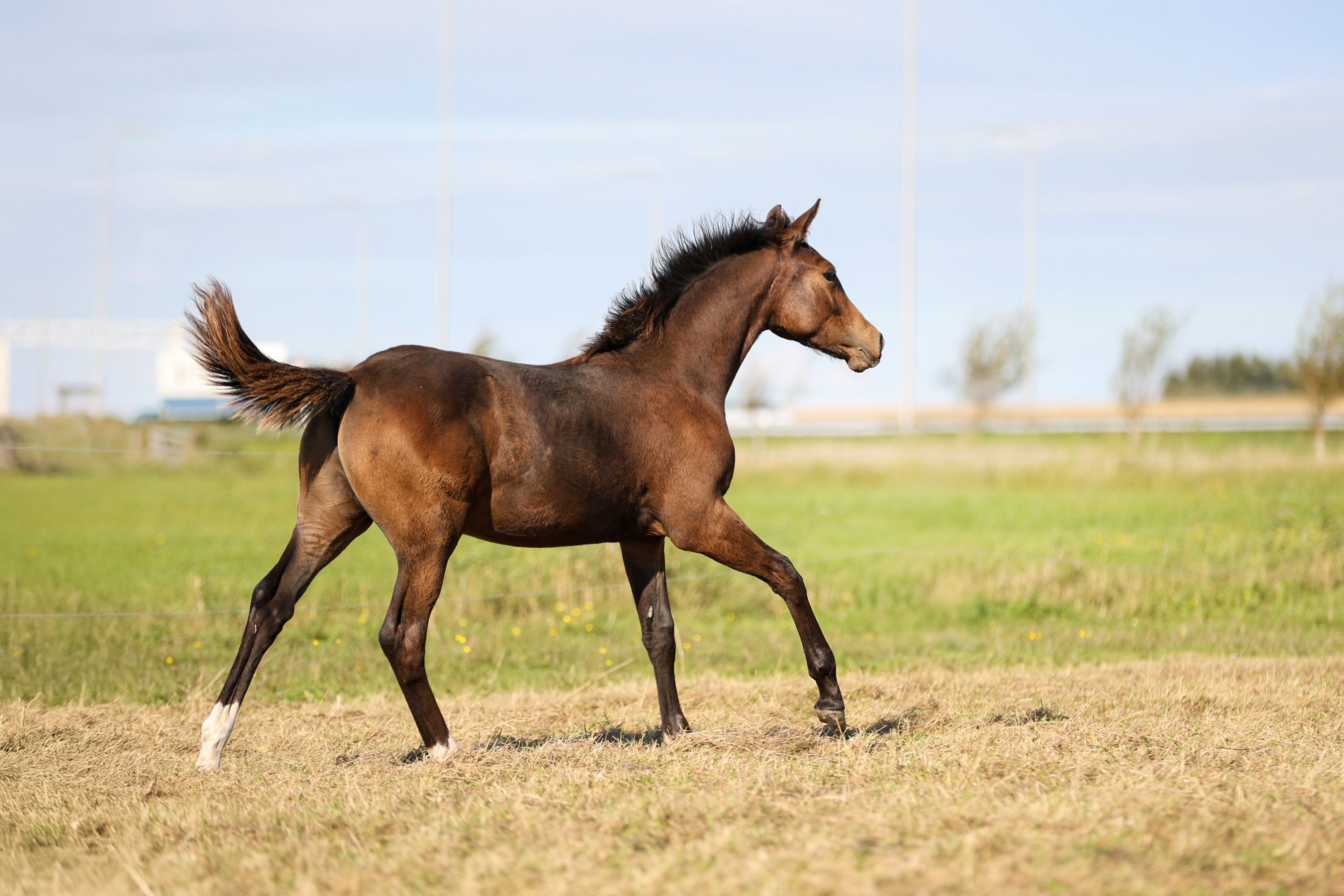 kwpn dressuurpaard hengst 1 سنوات bruin للبيع - صورة 4
