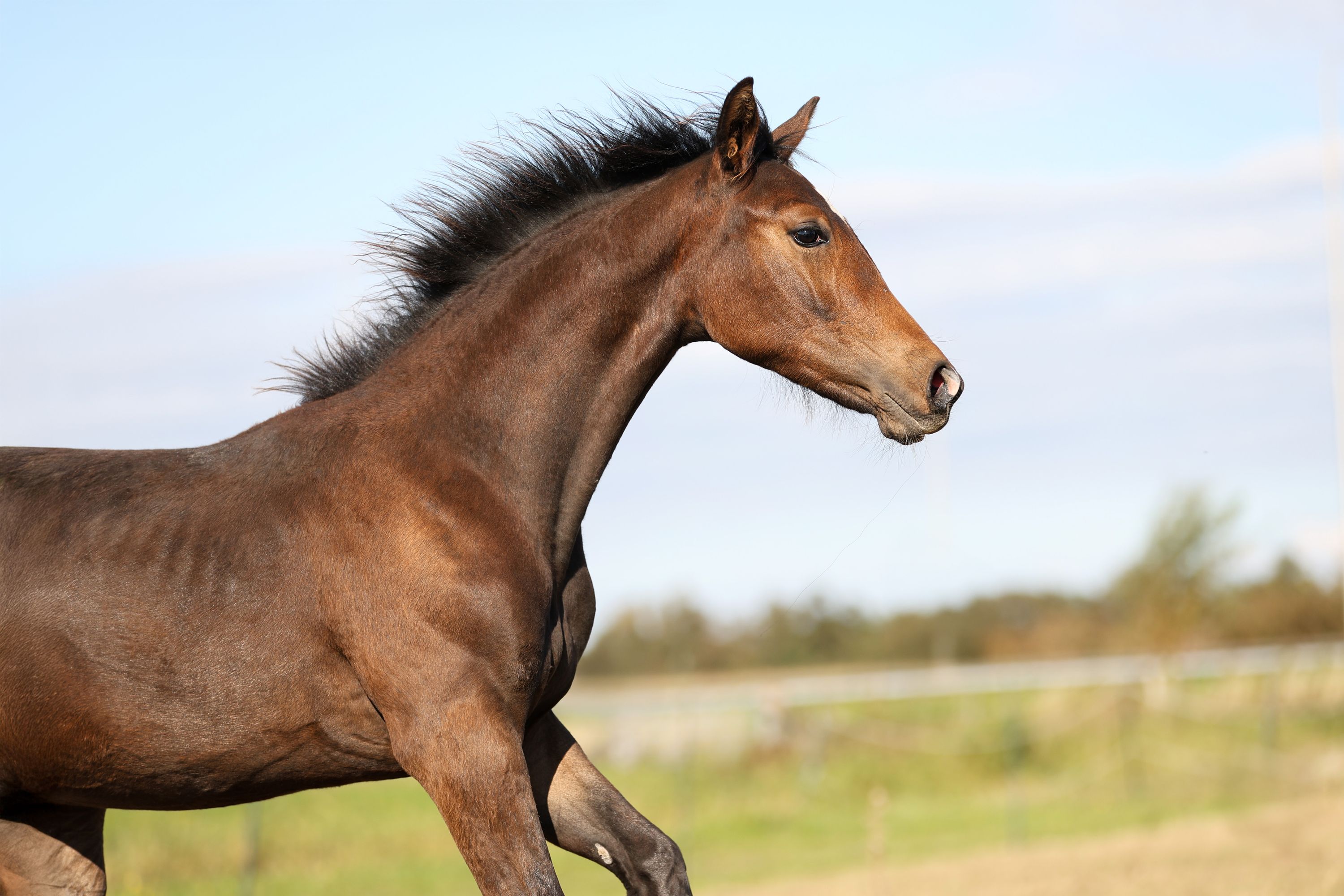 kwpn dressuurpaard hengst 1 سنوات bruin للبيع - صورة 6
