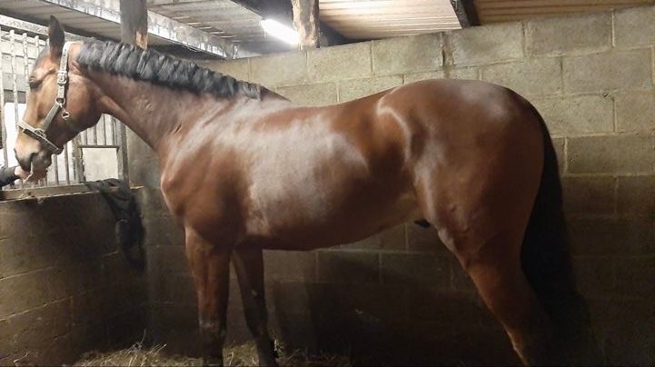 ForSale.Horse: Grandorino Red Wine