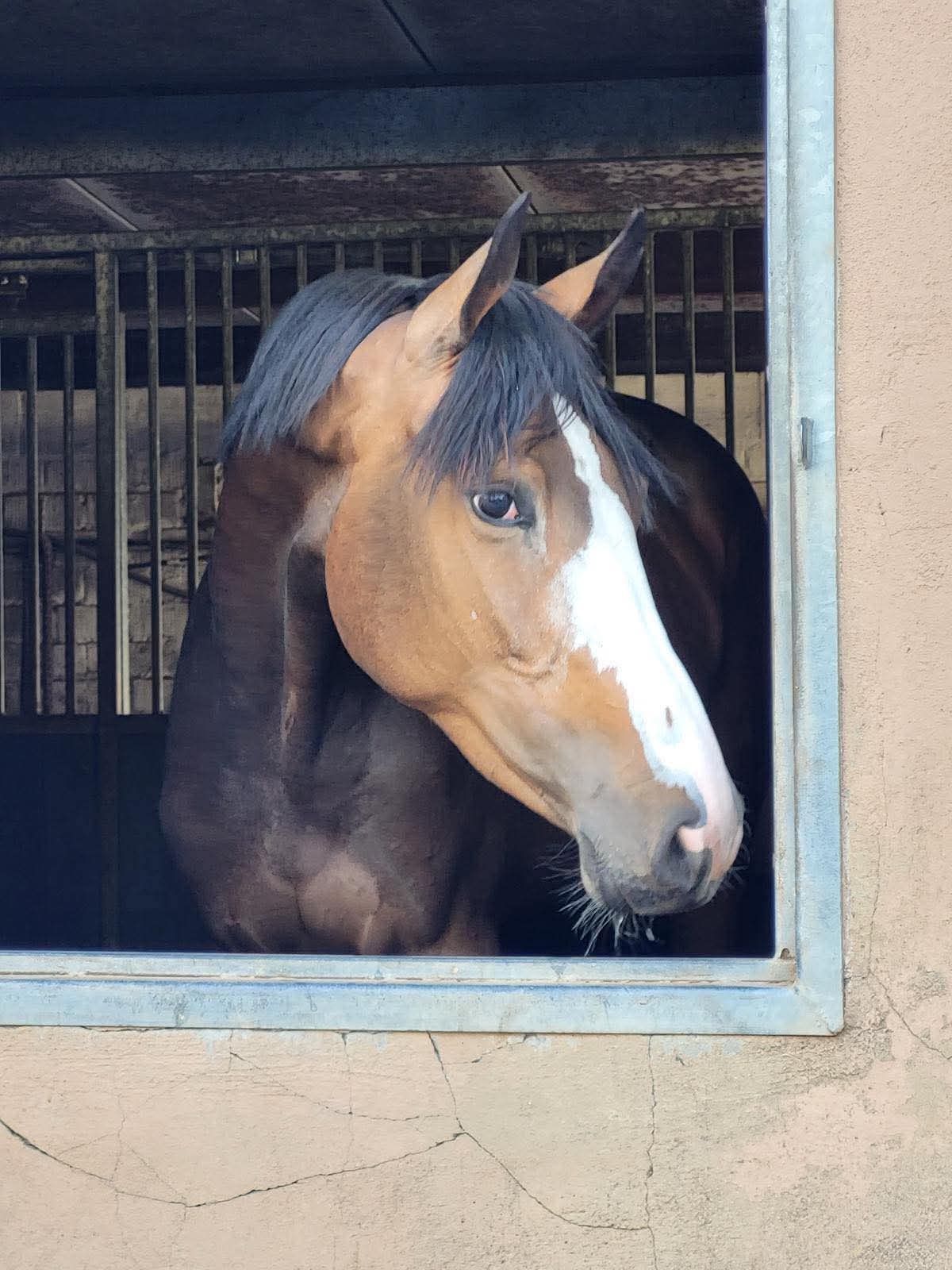 zangersheide springpaard merrie 6 ani donkerbruin de vânzare - Foto 2