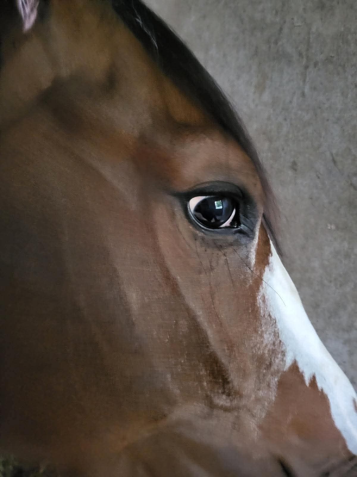zangersheide springpaard merrie 6 ani donkerbruin de vânzare - Foto 3