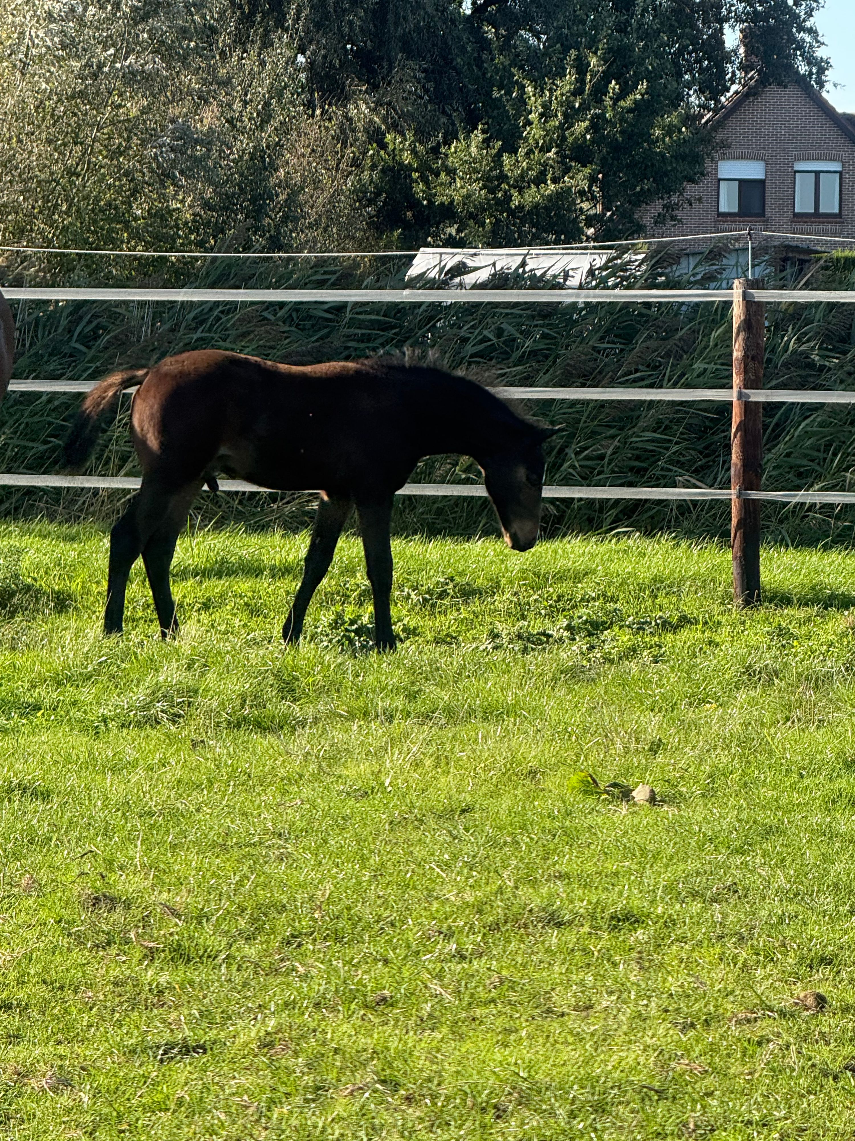 bwp springpaard hengst 0 años bruin en venta - Foto 2