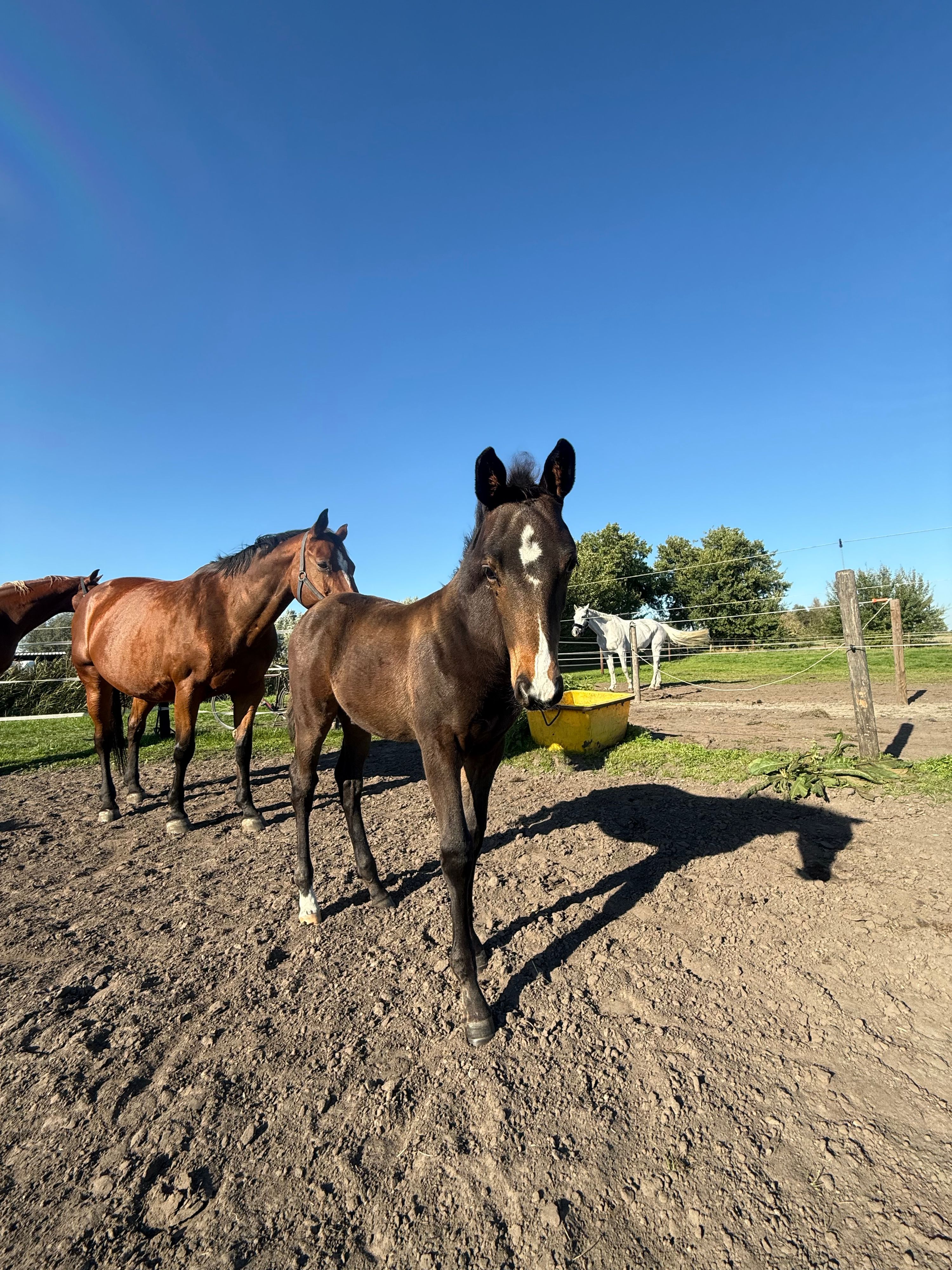 bwp springpaard hengst 0 años bruin en venta - Foto 4
