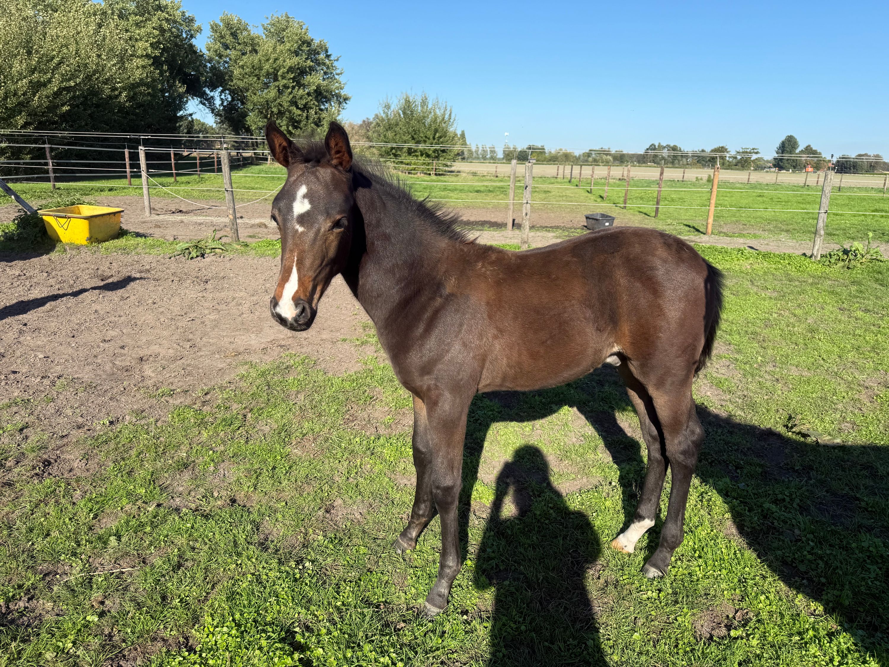 bwp springpaard hengst 0 años bruin en venta - Foto 5