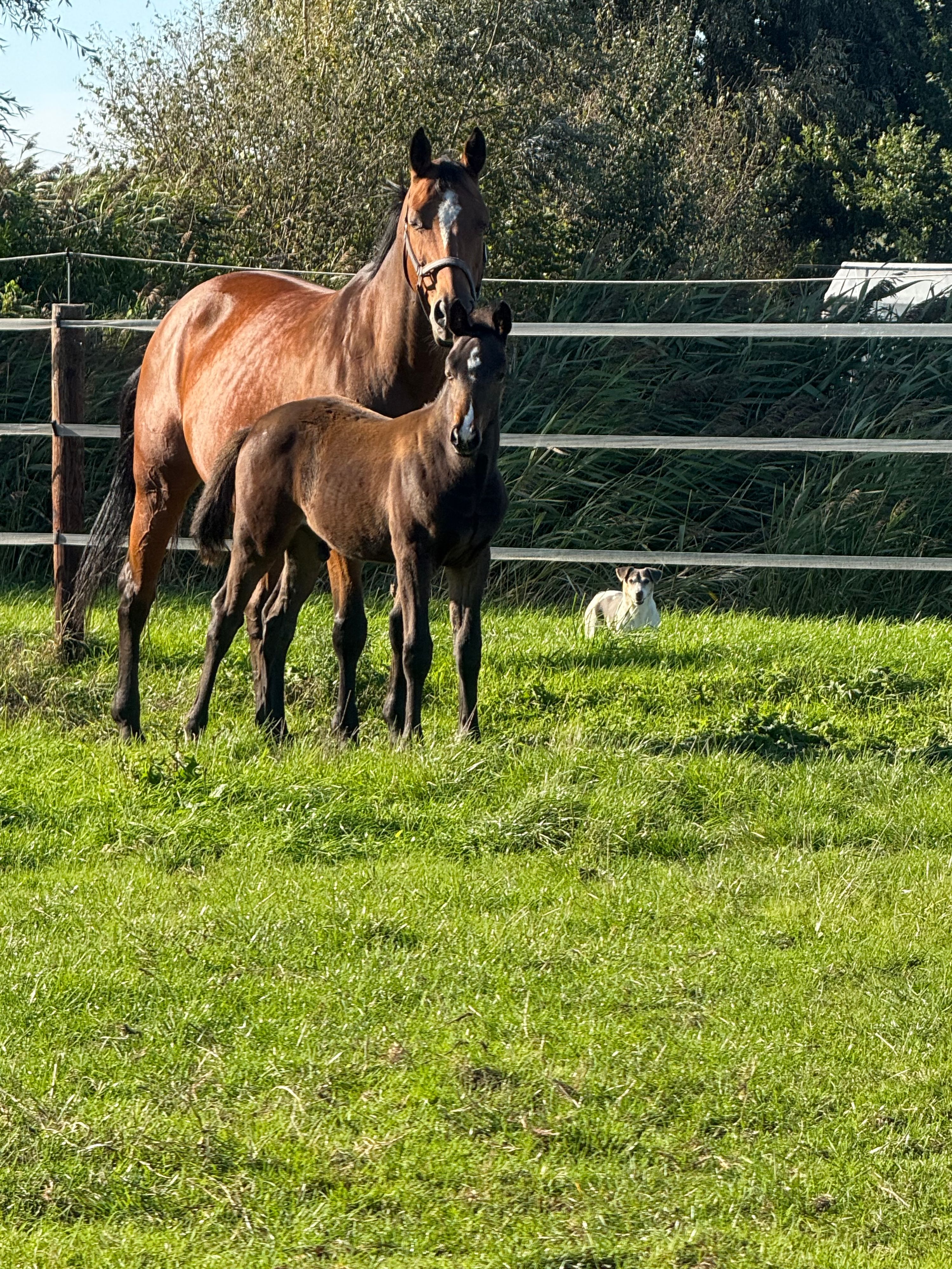 bwp springpaard hengst 0 años bruin en venta - Foto 3