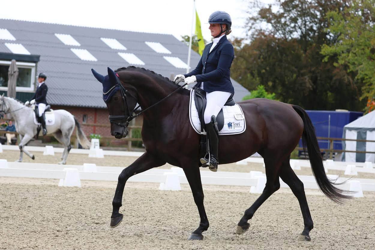 Nice 7-year-old Glamourdale mare (Versatile)