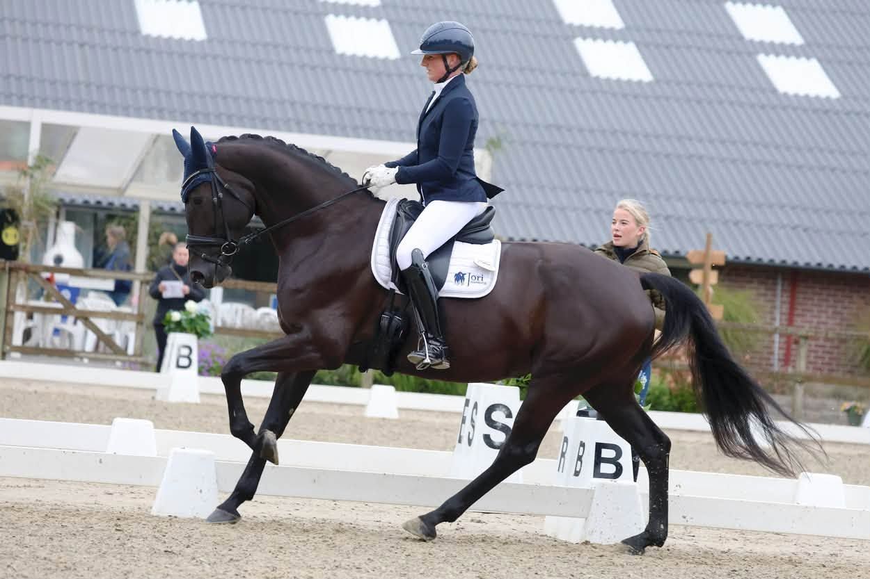kwpn dressuurpaard merrie 7 سنوات zwart للبيع - صورة 5