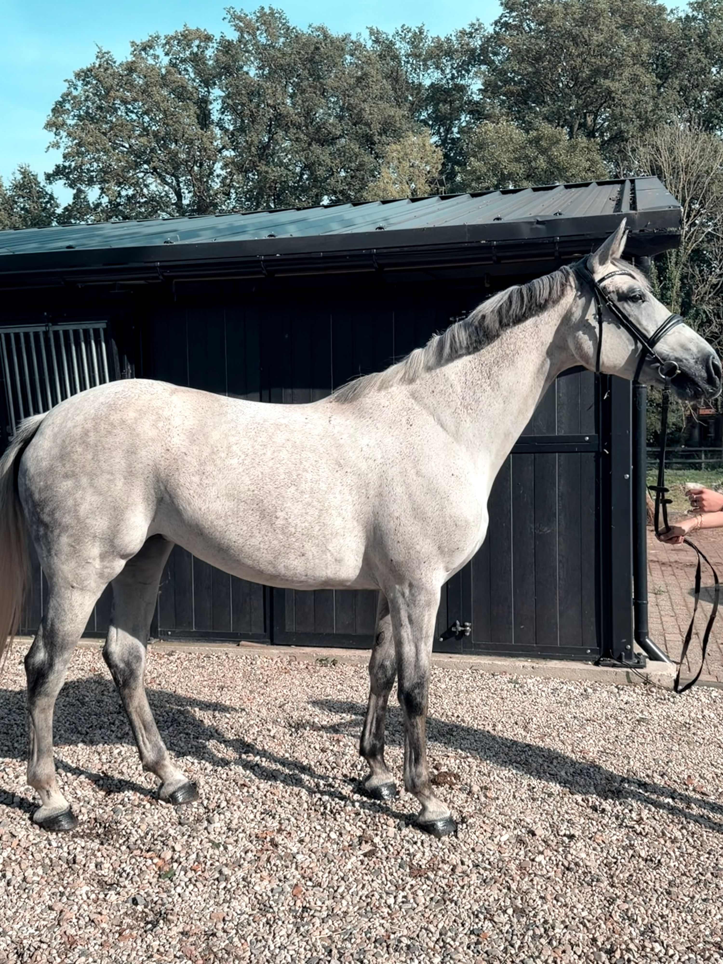 springpaard merrie 8 Jahre alt schimmel zu verkaufen - Foto 2