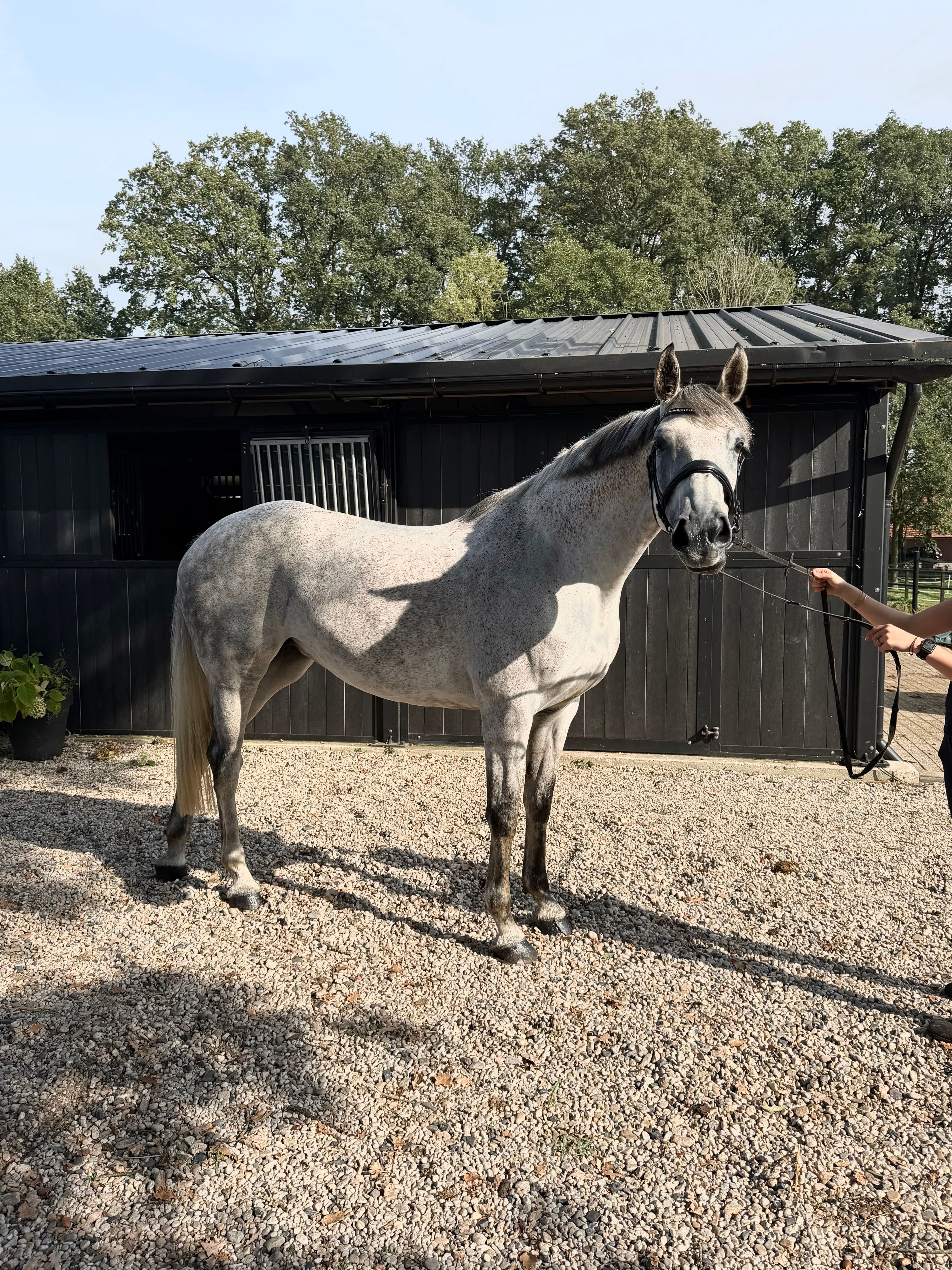 springpaard merrie 8 Jahre alt schimmel zu verkaufen - Foto 3