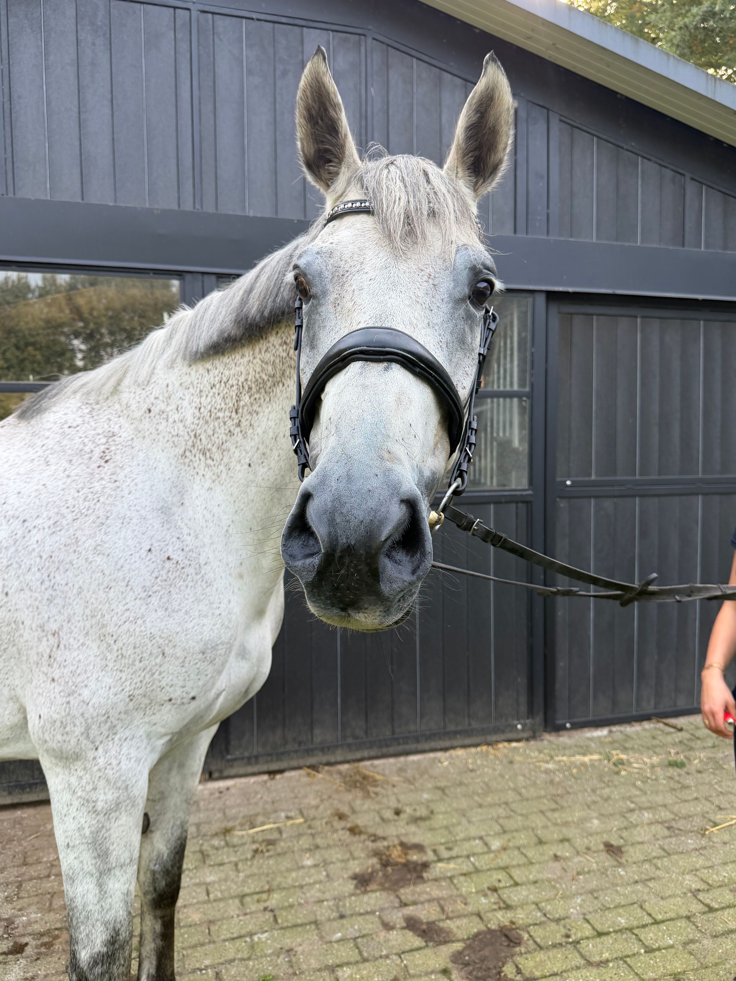 springpaard merrie 8 Jahre alt schimmel zu verkaufen - Foto 4