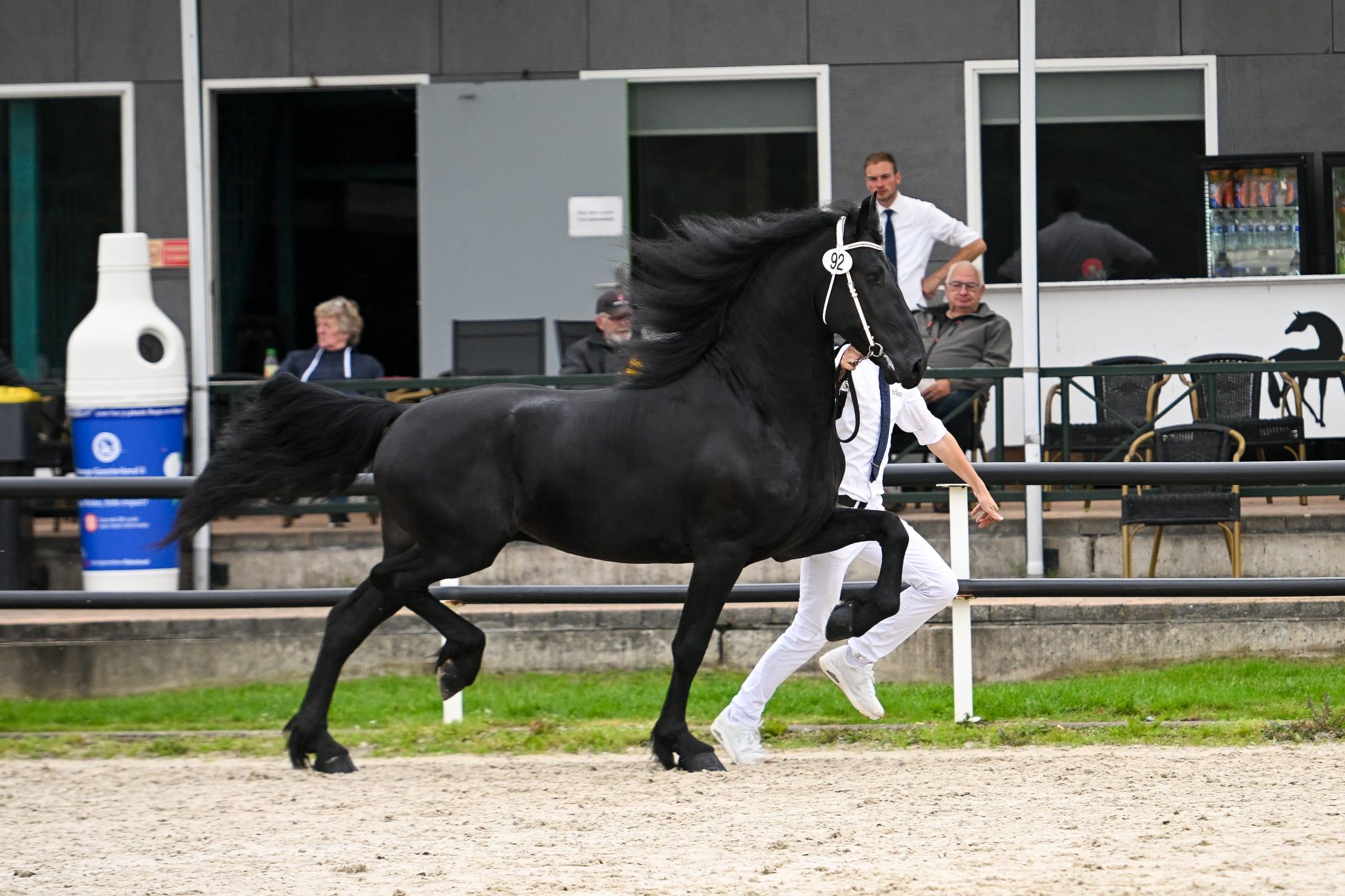 Stor!! 3-årig frisisk hingst Wibout x Norbert