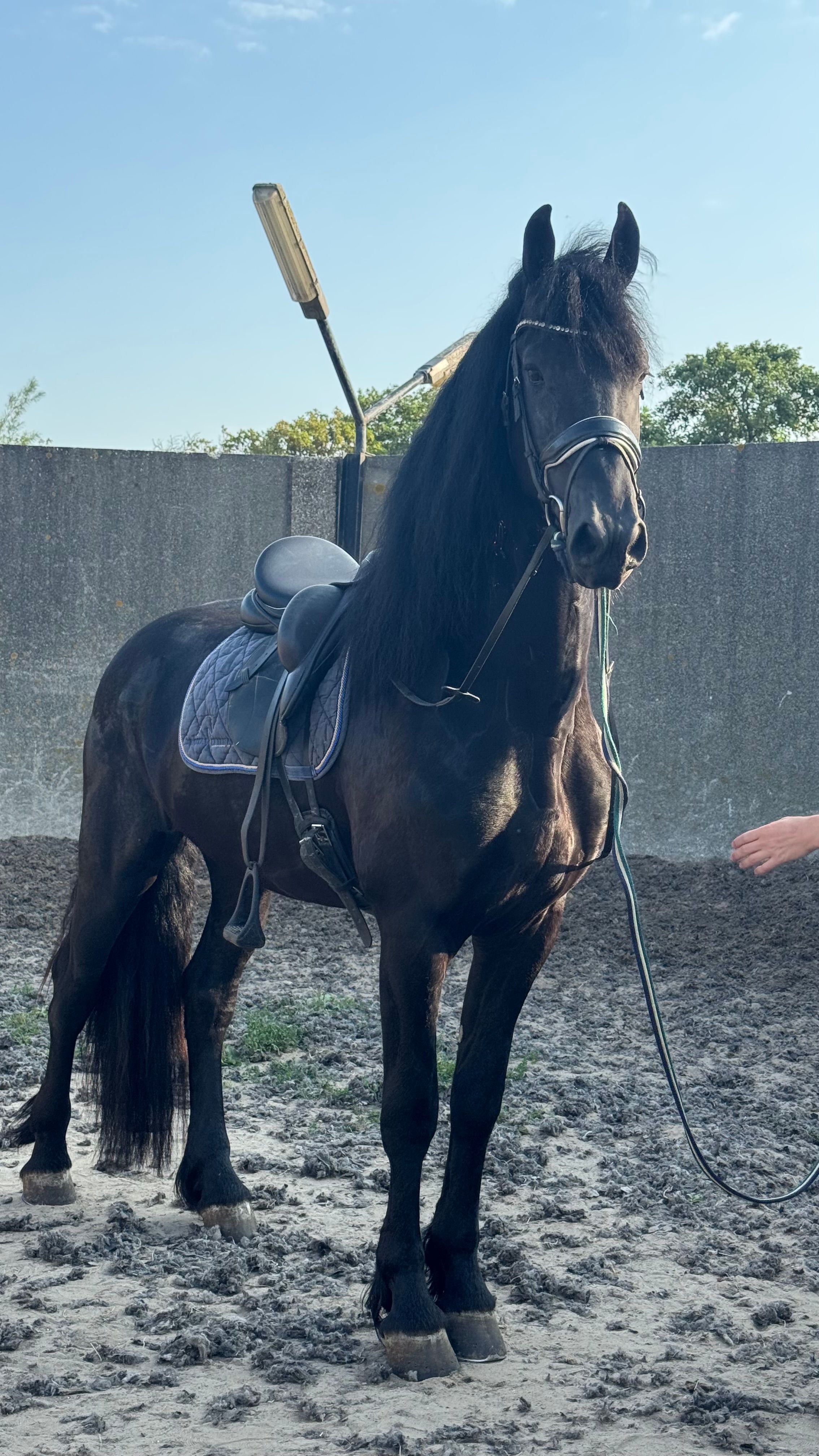 dressuurpaard hengst 3 år zwart till salu - Foto 6