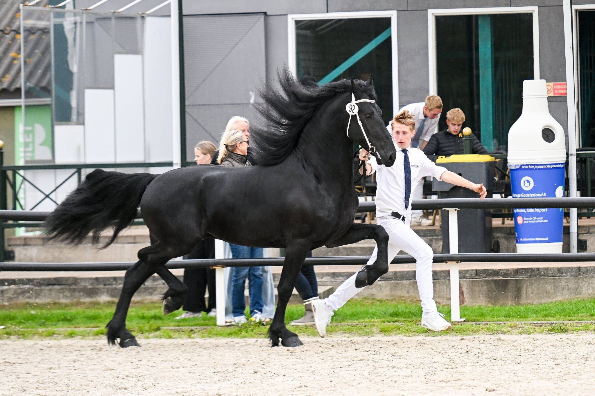 dressuurpaard hengst 3 år zwart till salu - Foto 3