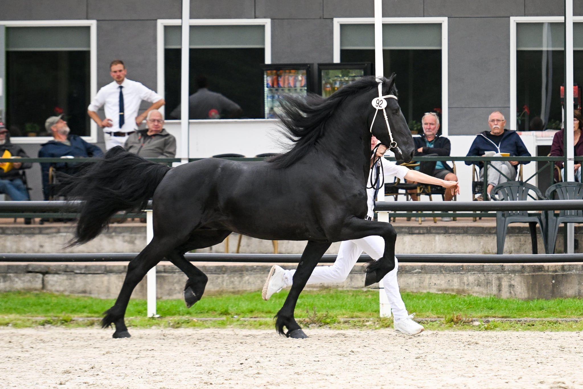 dressuurpaard hengst 3 år zwart till salu - Foto 4