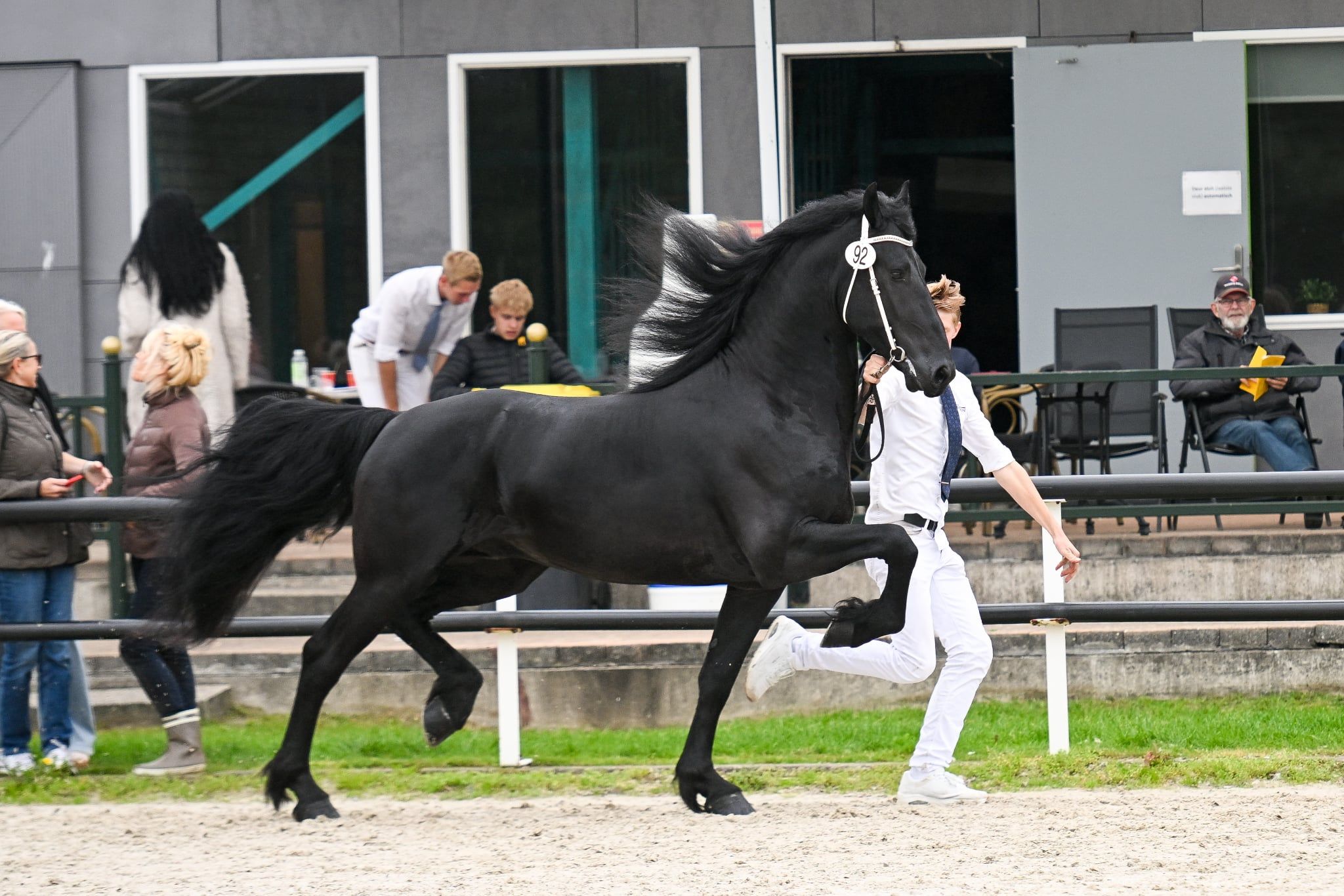 dressuurpaard hengst 3 år zwart till salu - Foto 2