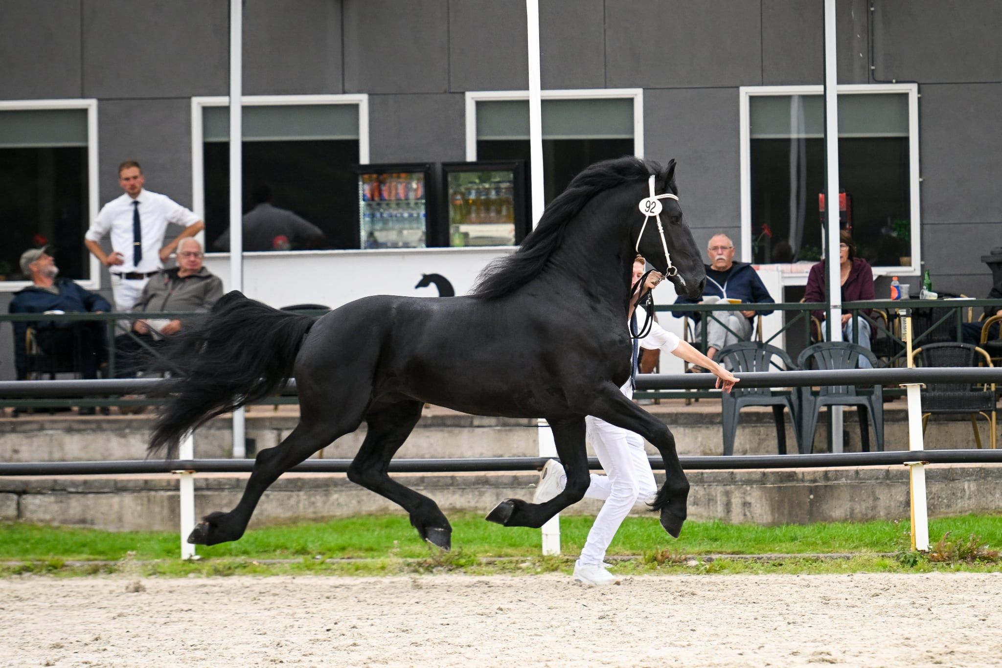 dressuurpaard hengst 3 år zwart till salu - Foto 5