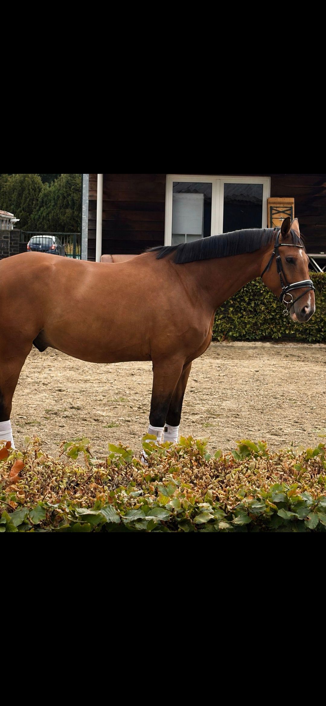 kwpn allrounder ruin 4 ani zwart de vânzare - Foto 4