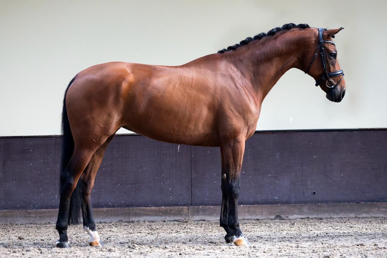 kwpn dressuurpaard merrie 7 岁 bruin 出售 - 照片 2