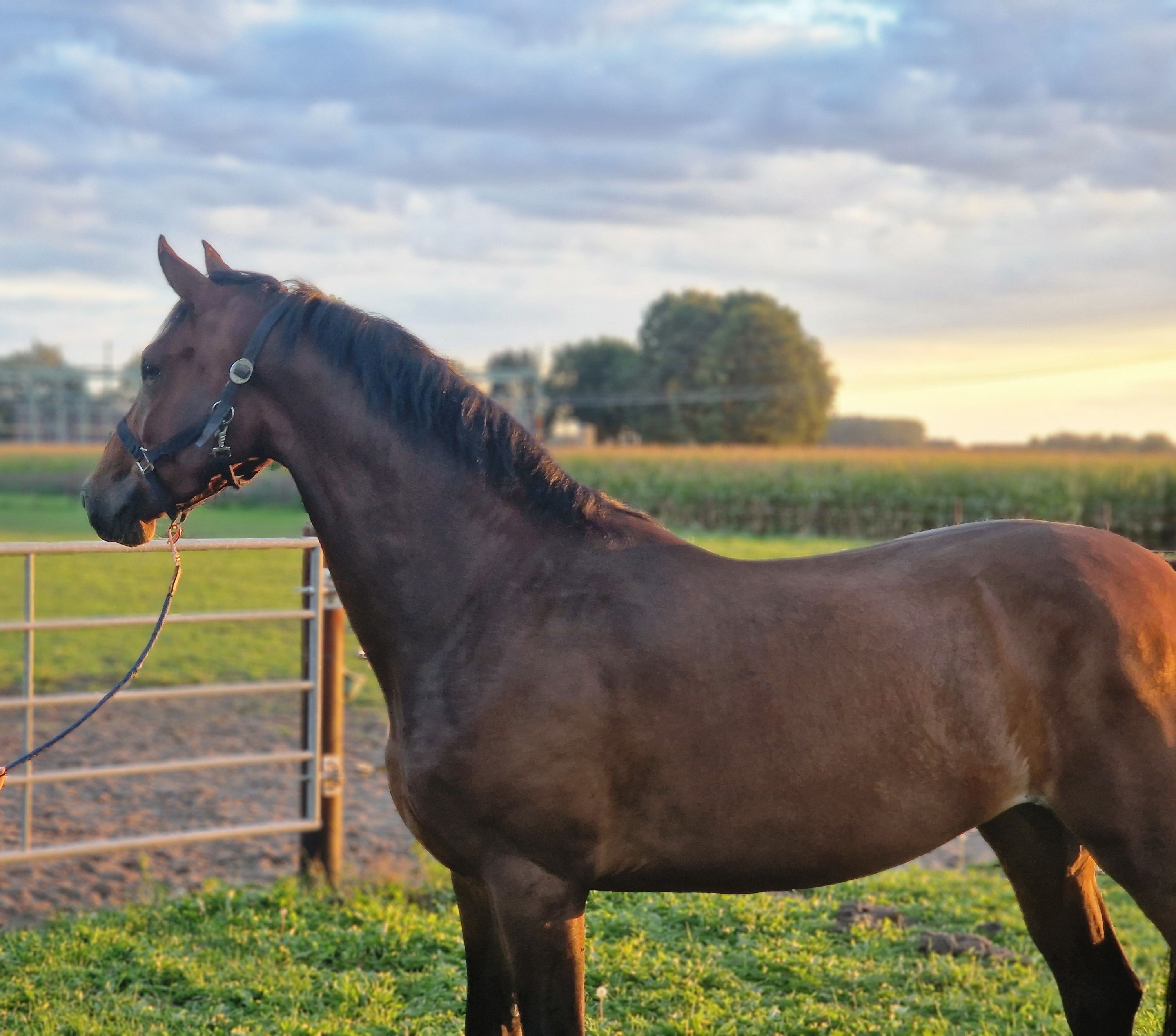 kwpn springpaard merrie 3 ani bruin de vânzare - Foto 2