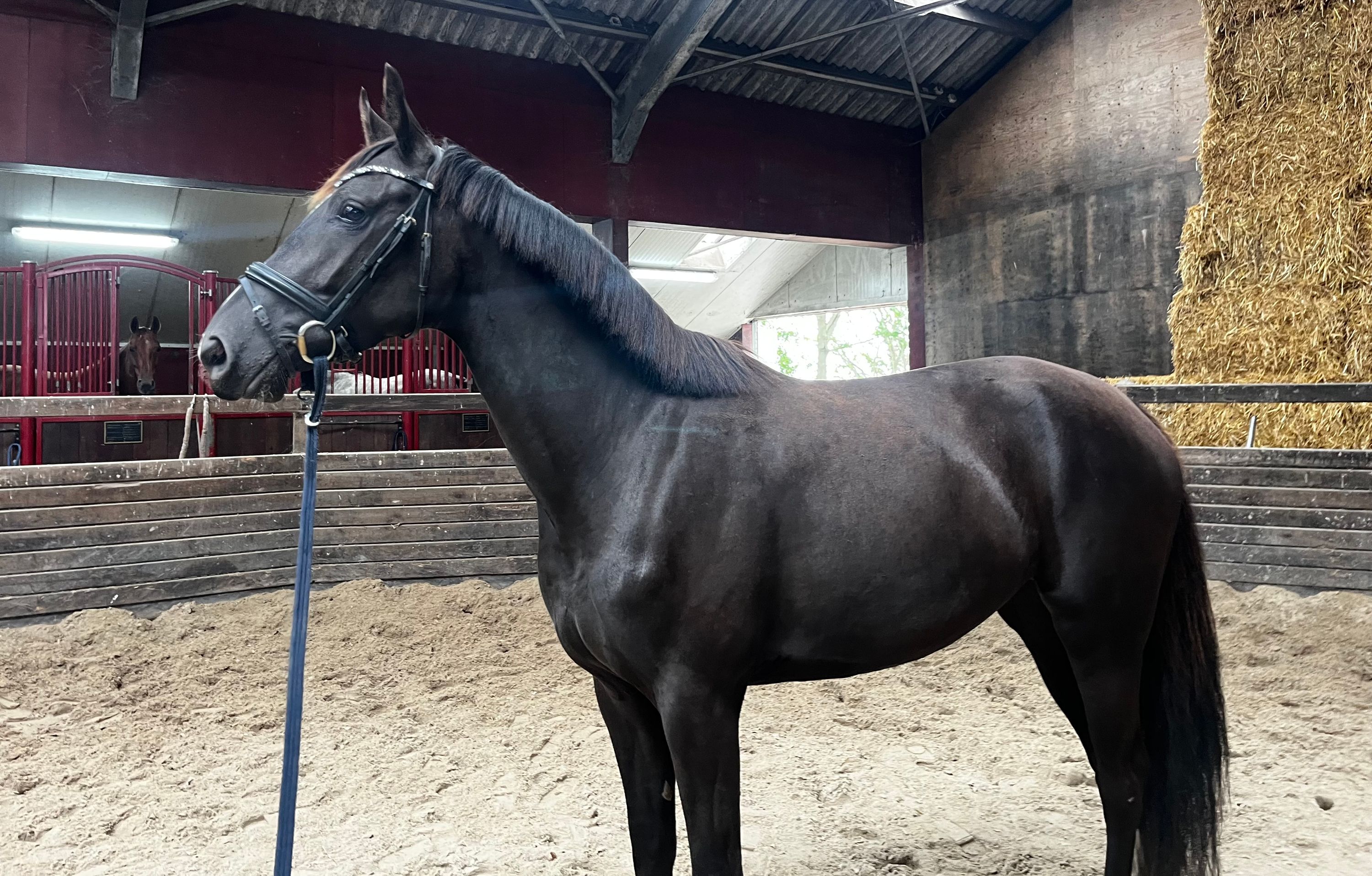 Égua KWPN de 3 anos por Omar Sharif x Valverde