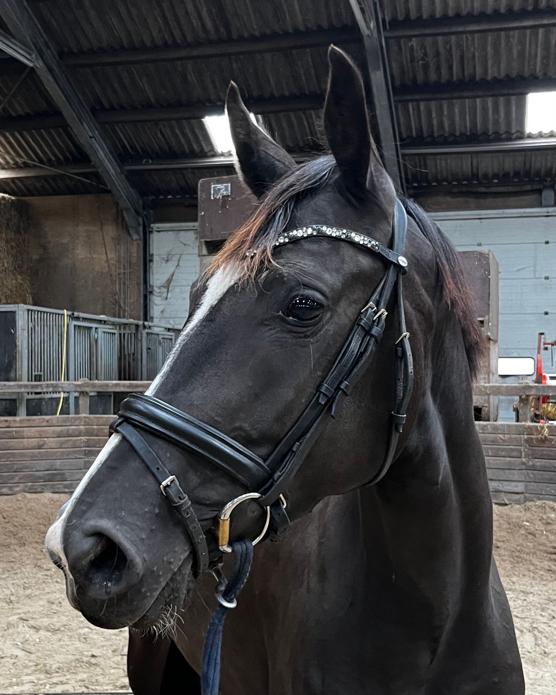 kwpn dressuurpaard merrie 3 anos zwart à venda - Foto 3