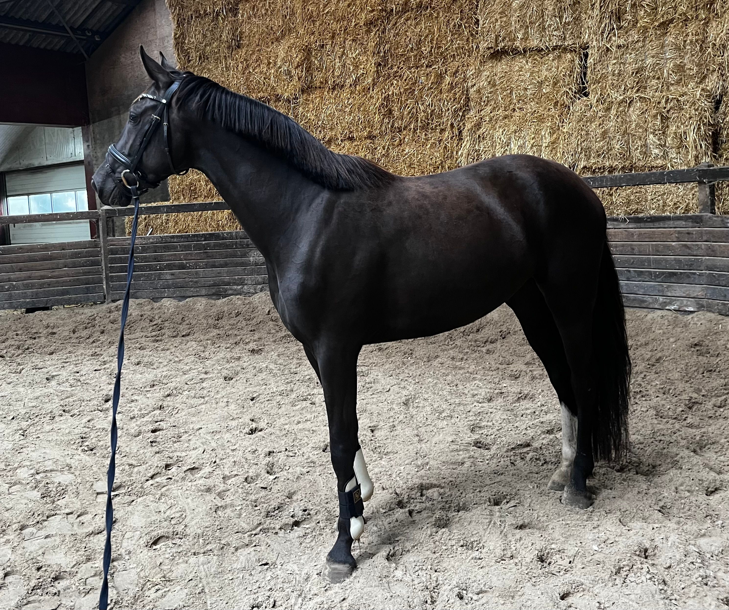 kwpn dressuurpaard merrie 3 anos zwart à venda - Foto 2