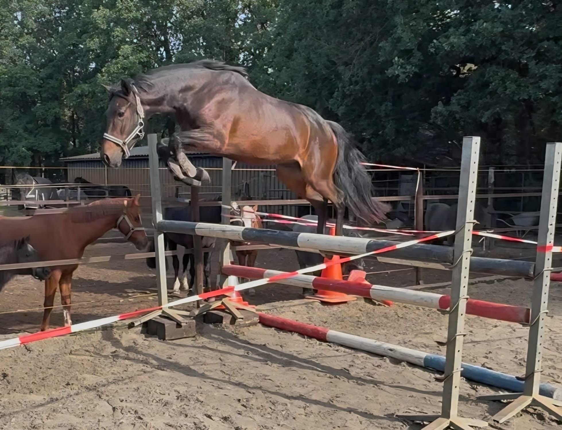 Vielversprechendes Sport-D-Pony