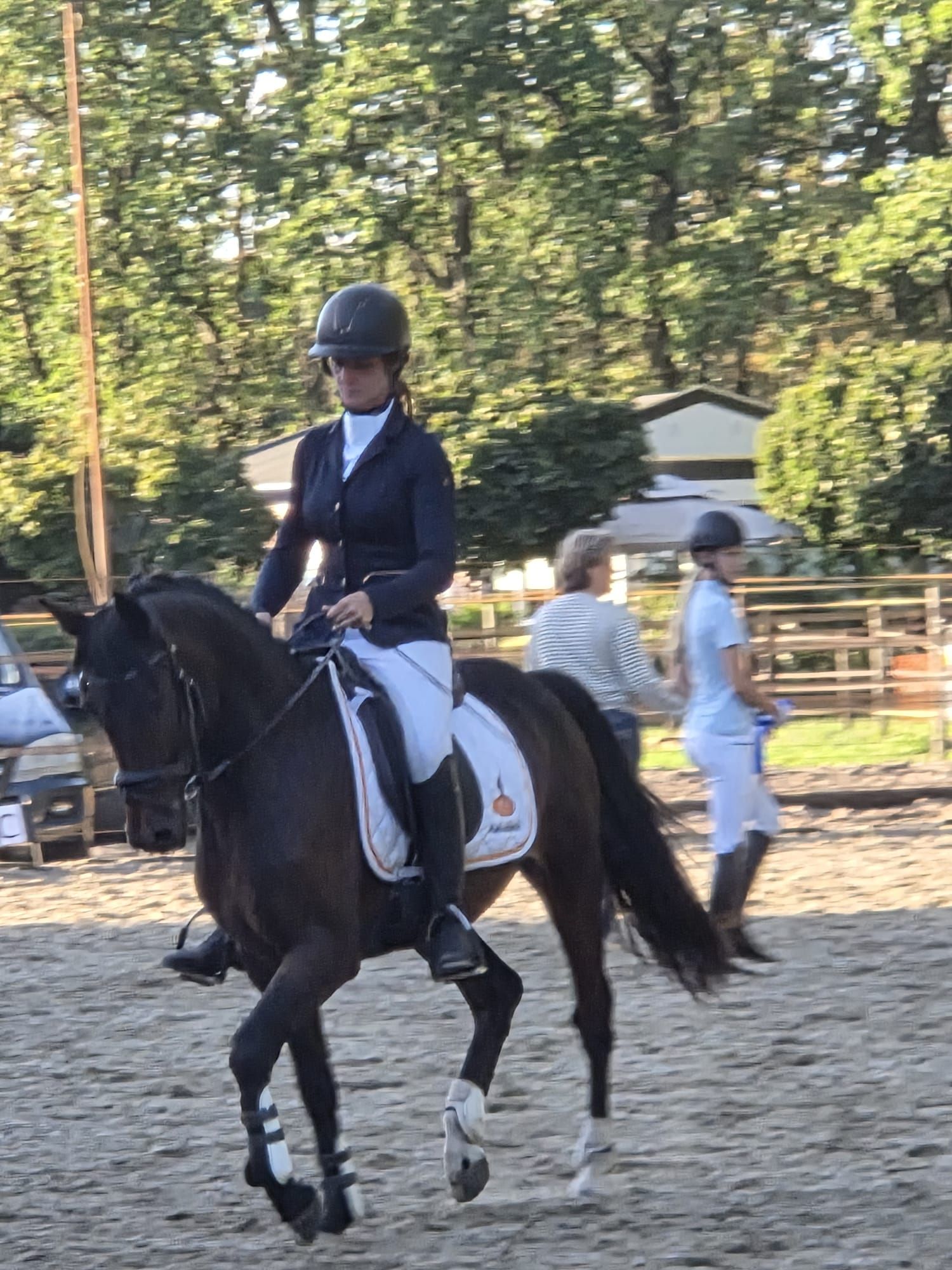 new-forest allround-pony ruin 3 ani donkerbruin de vânzare - Foto 4