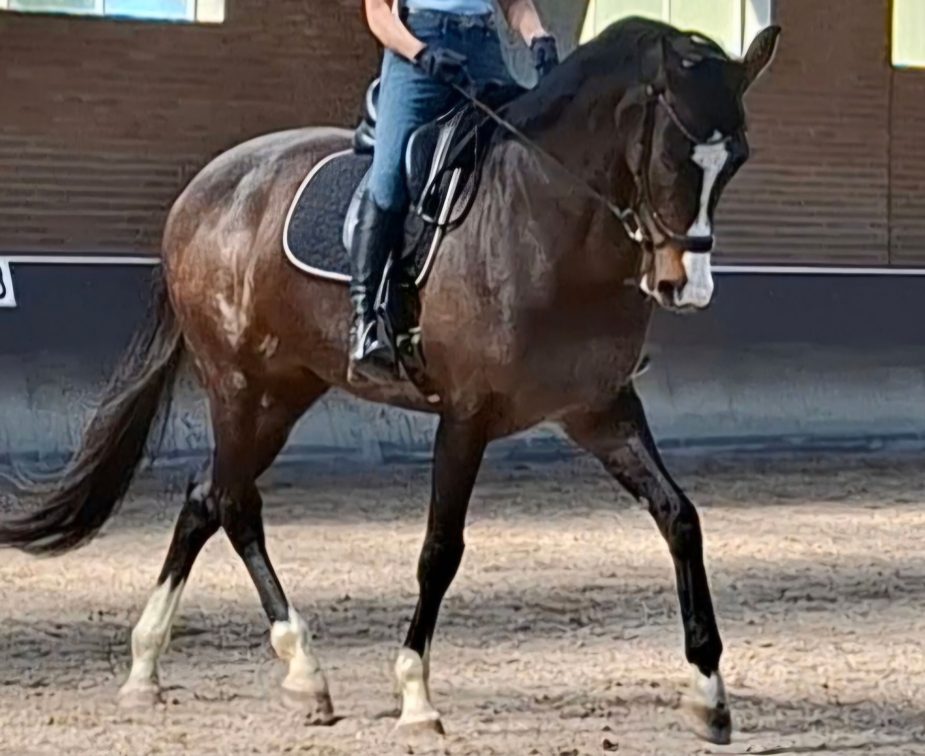 kwpn dressuurpaard merrie 14 år donkerbruin till salu - Foto 2