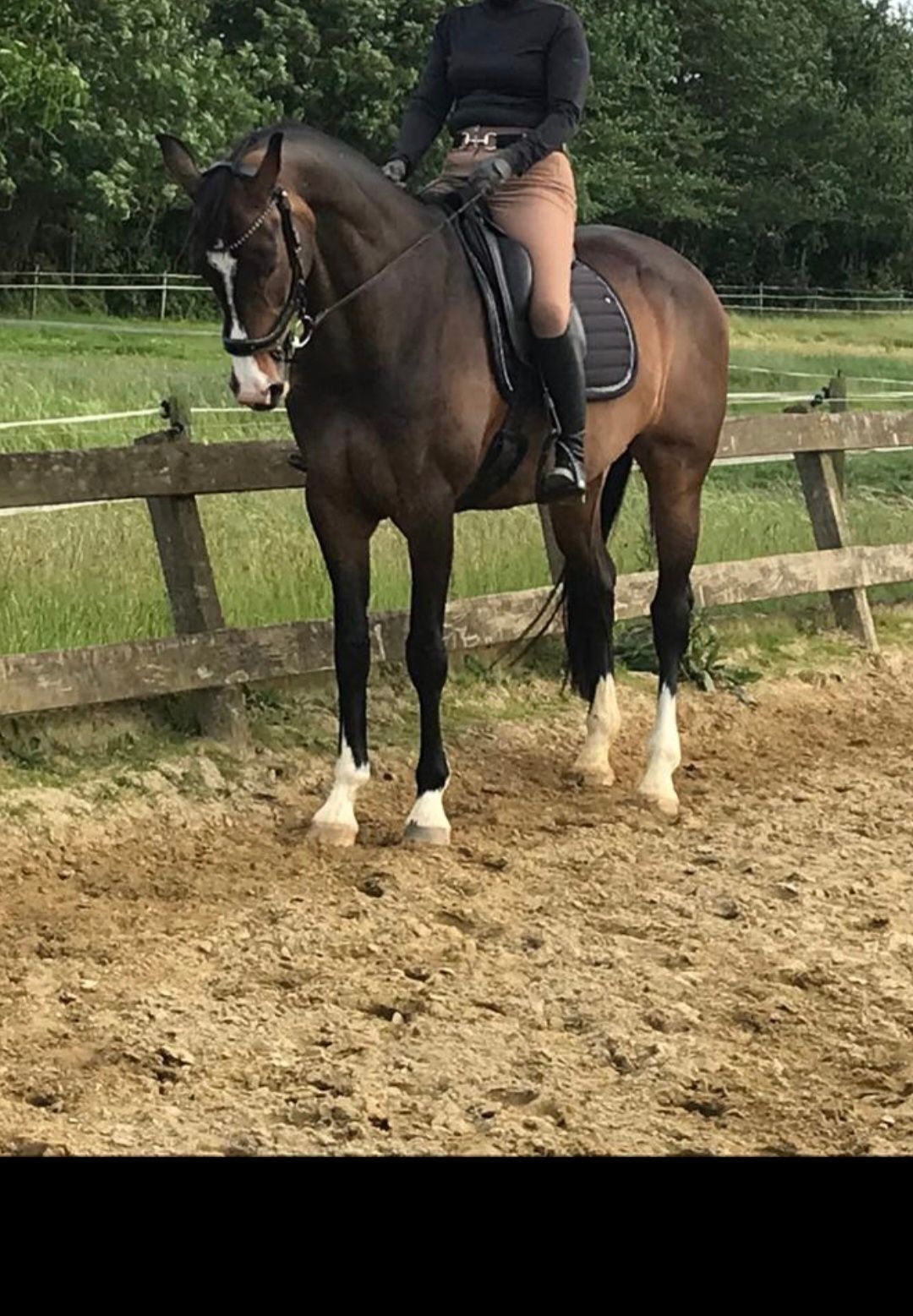 kwpn dressuurpaard merrie 14 år donkerbruin till salu - Foto 5