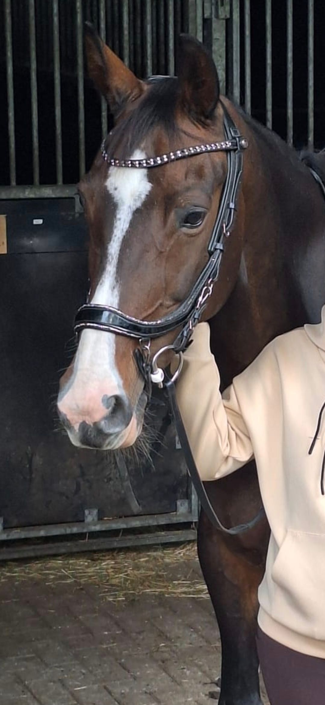 kwpn dressuurpaard merrie 14 år donkerbruin till salu - Foto 6