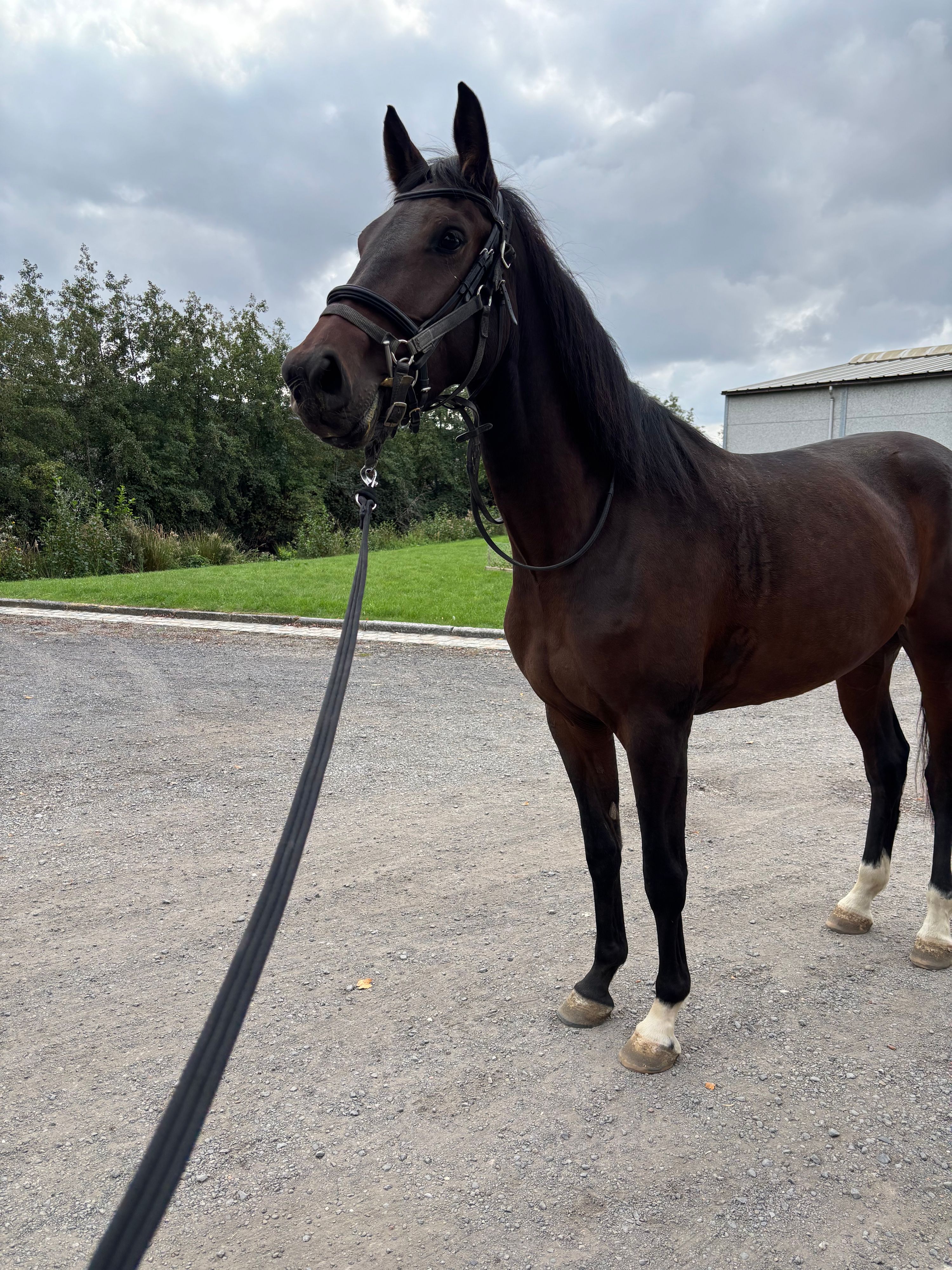 Zangersheide springpaard Merrie 3 years old Bruin for sale - Main photo