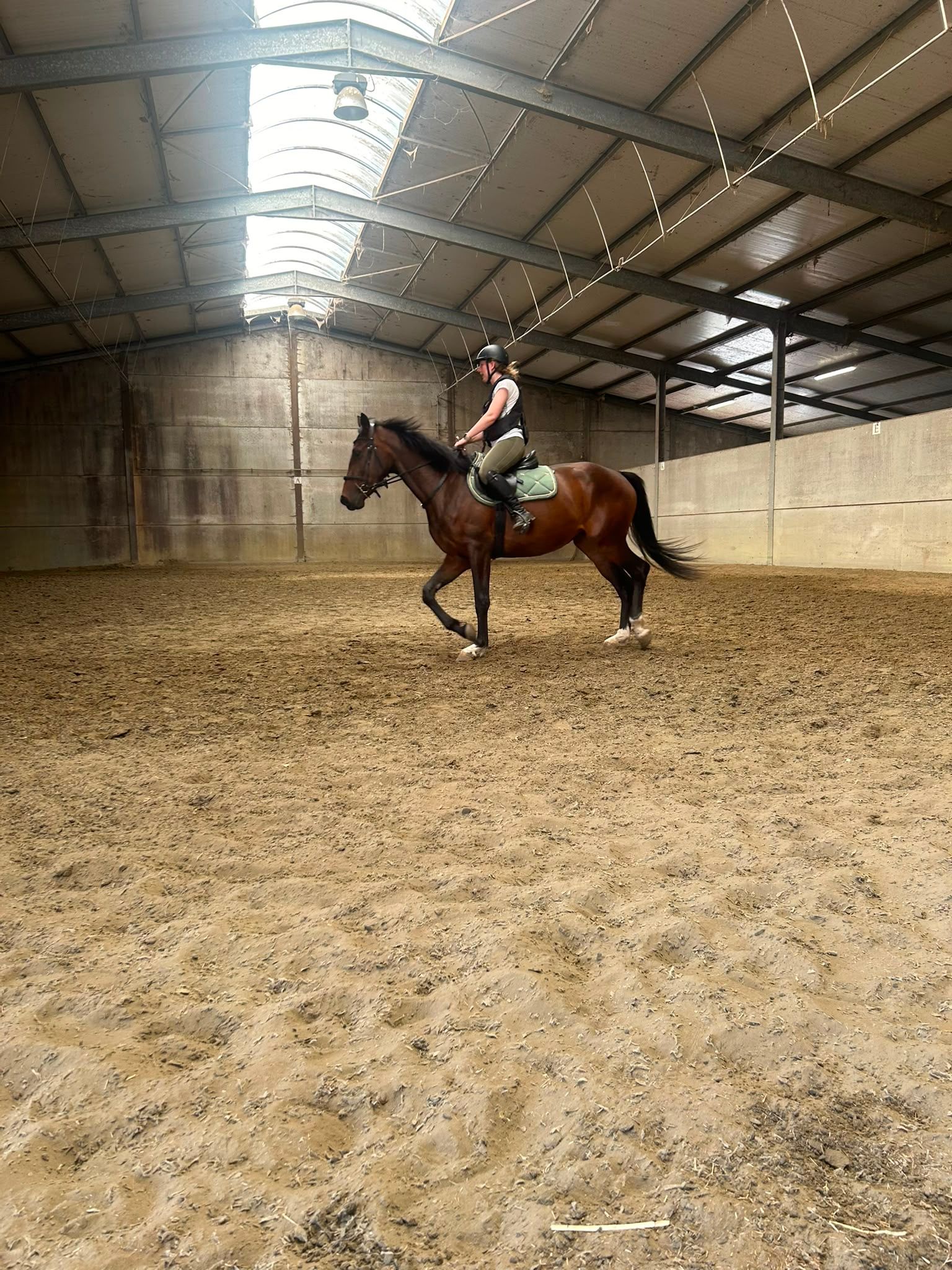 Zangersheide springpaard Merrie 3 years old Bruin for sale - Photo 3