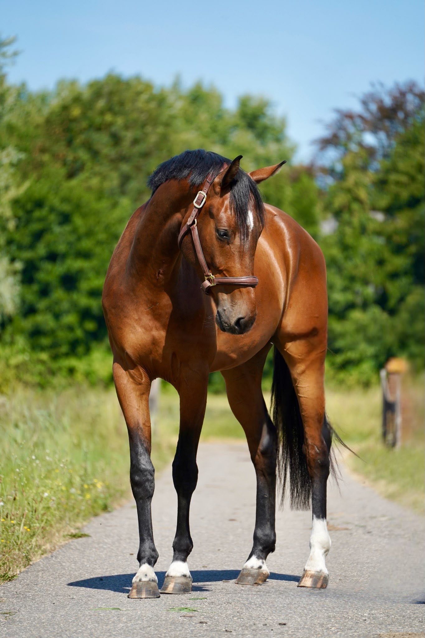 3 jarige springruin