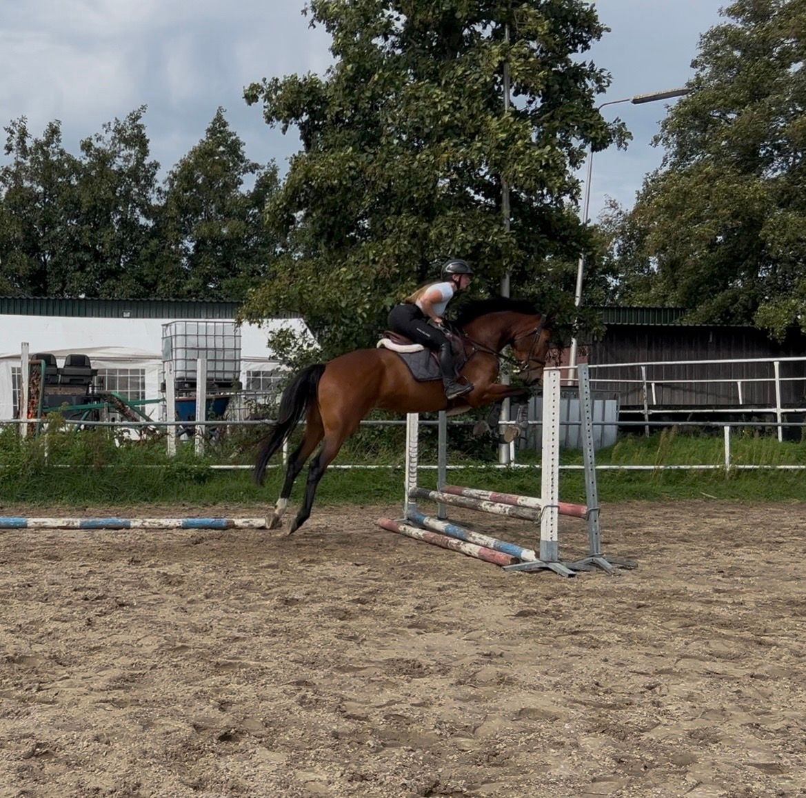kwpn springpaard ruin 3 vuotta bruin myytävänä - Kuva 2