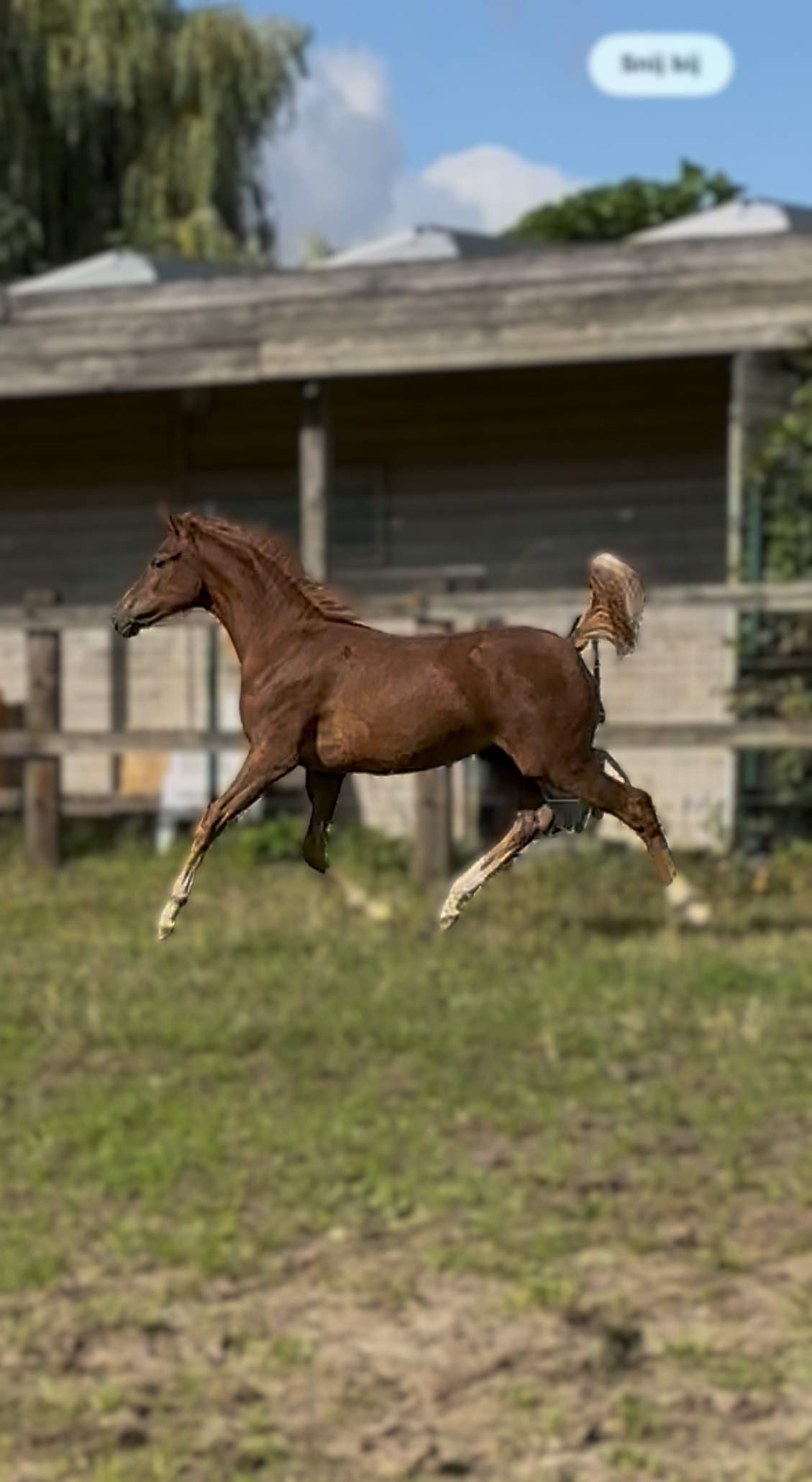 Beautifully bred Welsh pony mare foal, Coelenhage's Chaplin !