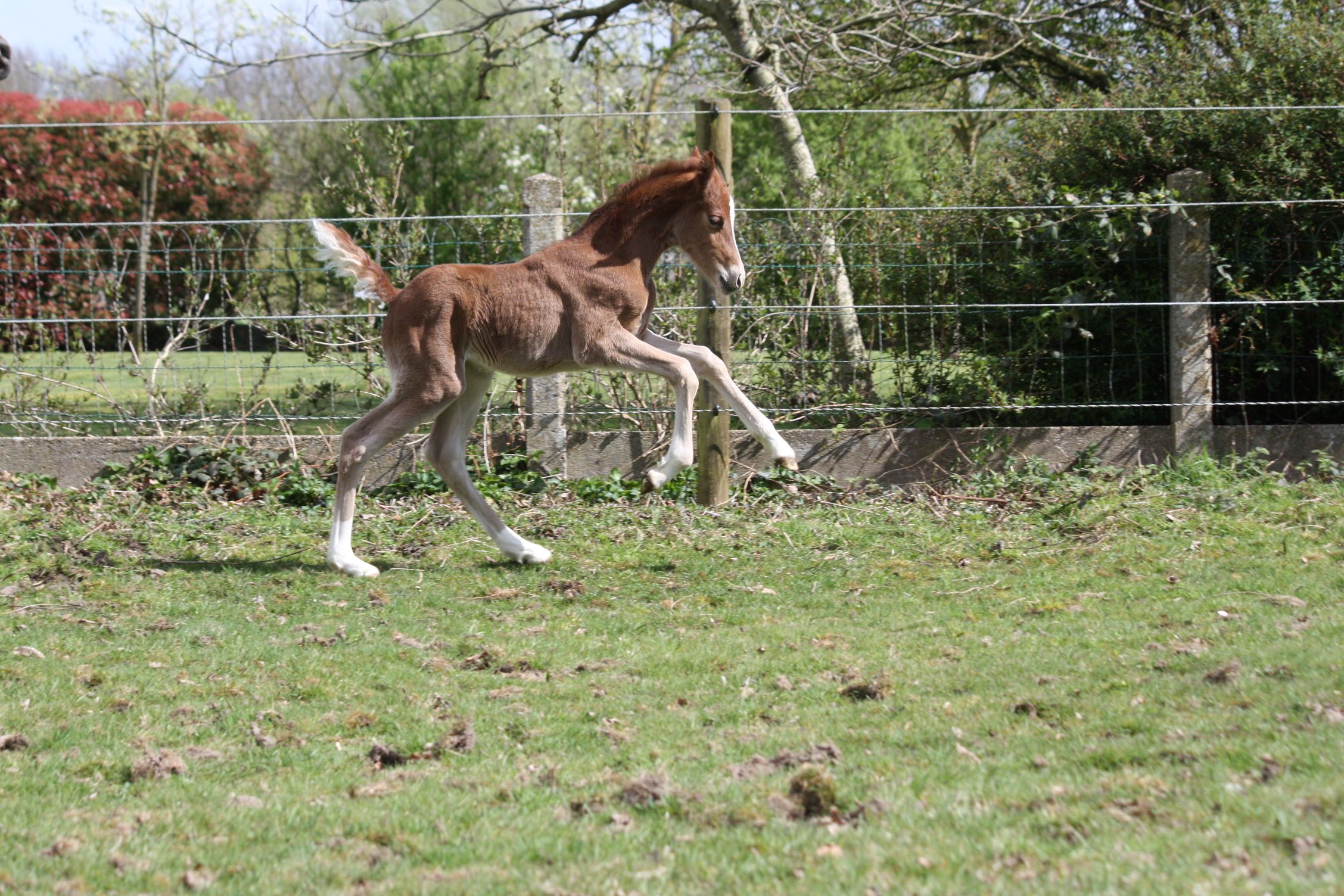 welsh dressuurpony merrie 0 años vos en venta - Foto 2