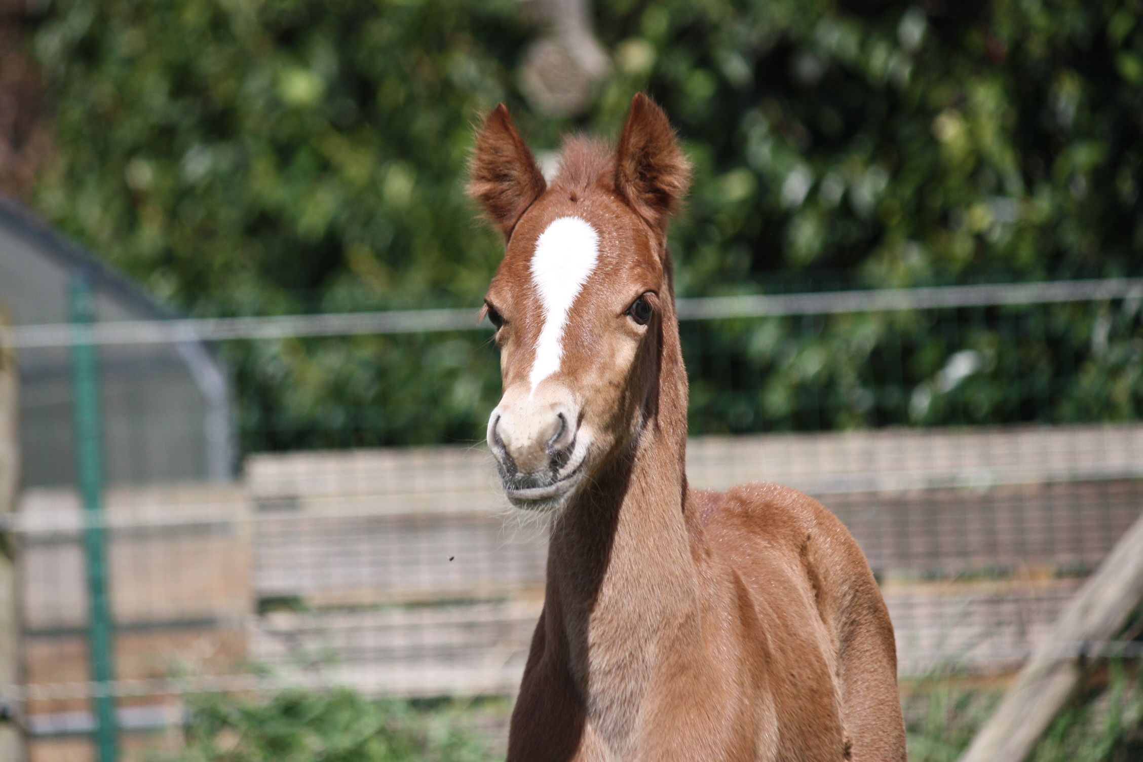 welsh dressuurpony merrie 0 años vos en venta - Foto 4