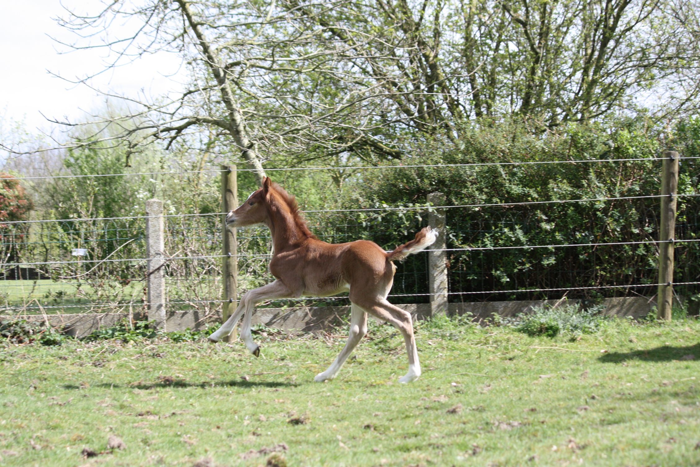 welsh dressuurpony merrie 0 años vos en venta - Foto 3